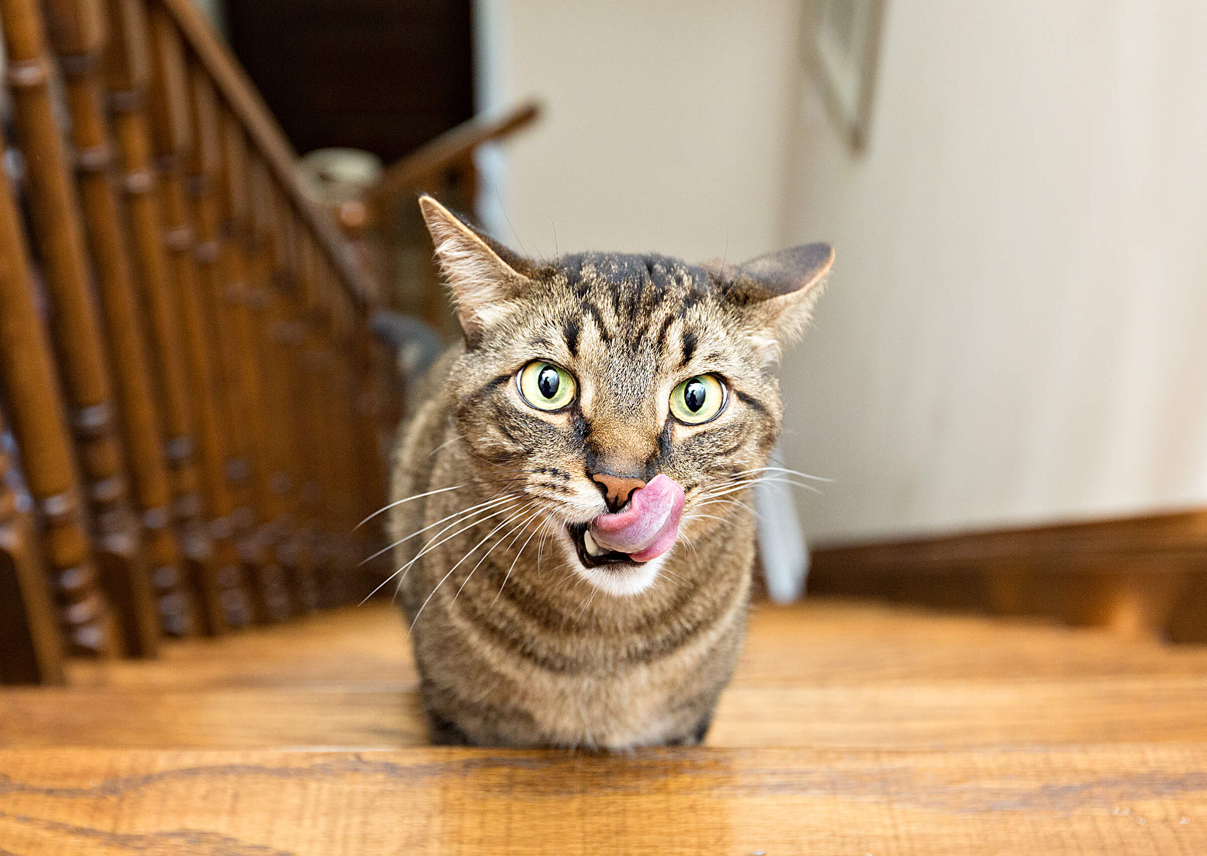 cat running up stairs with tongue out