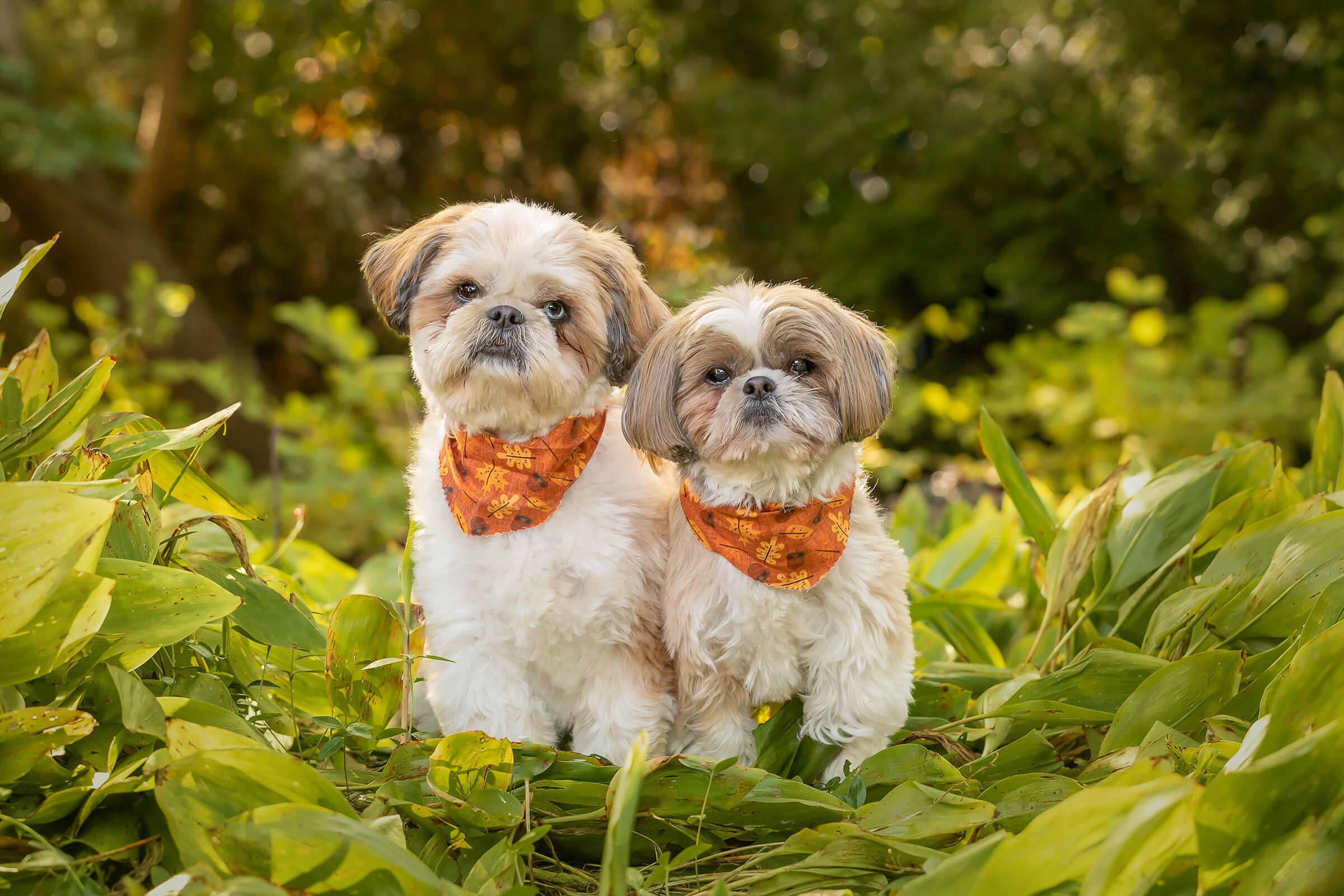 2 small dogs in greenery in Mississauga pet photography