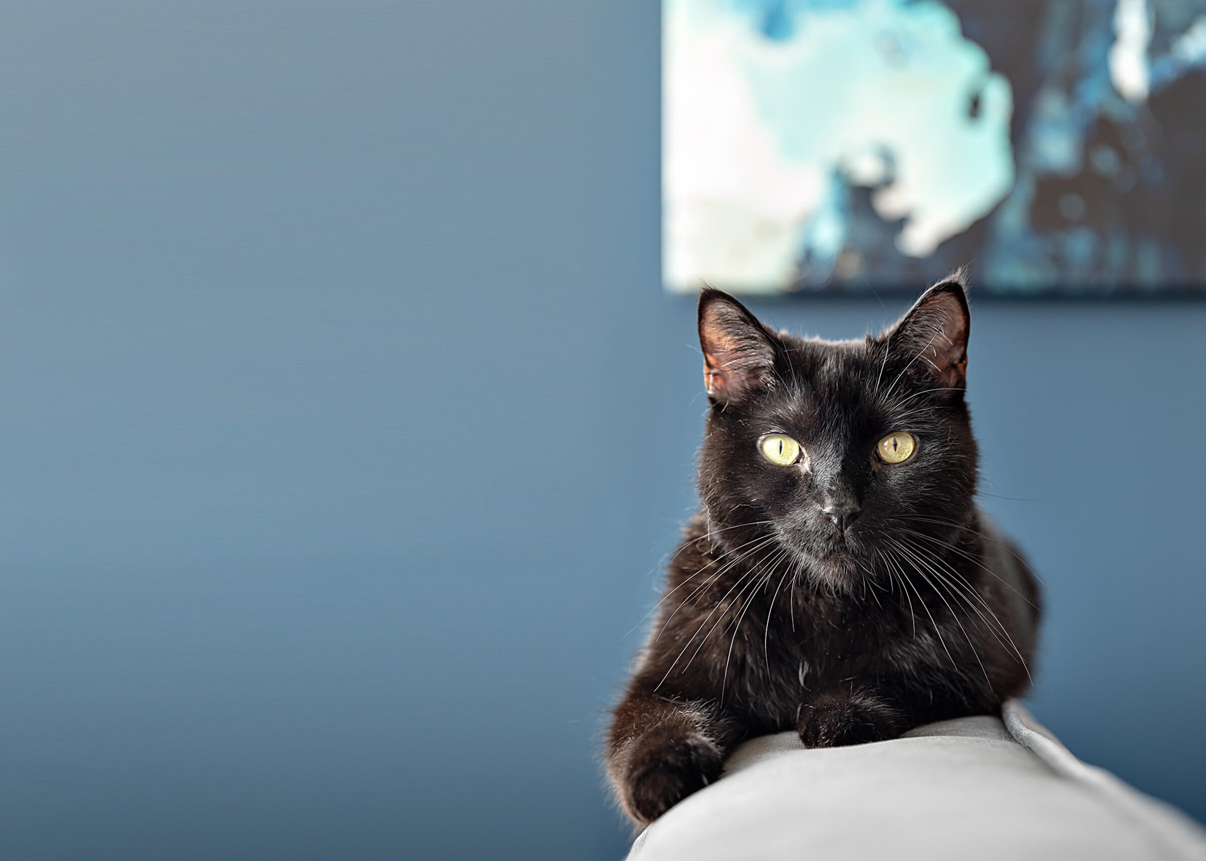 black cat laying on back of sofa in Toronto condo