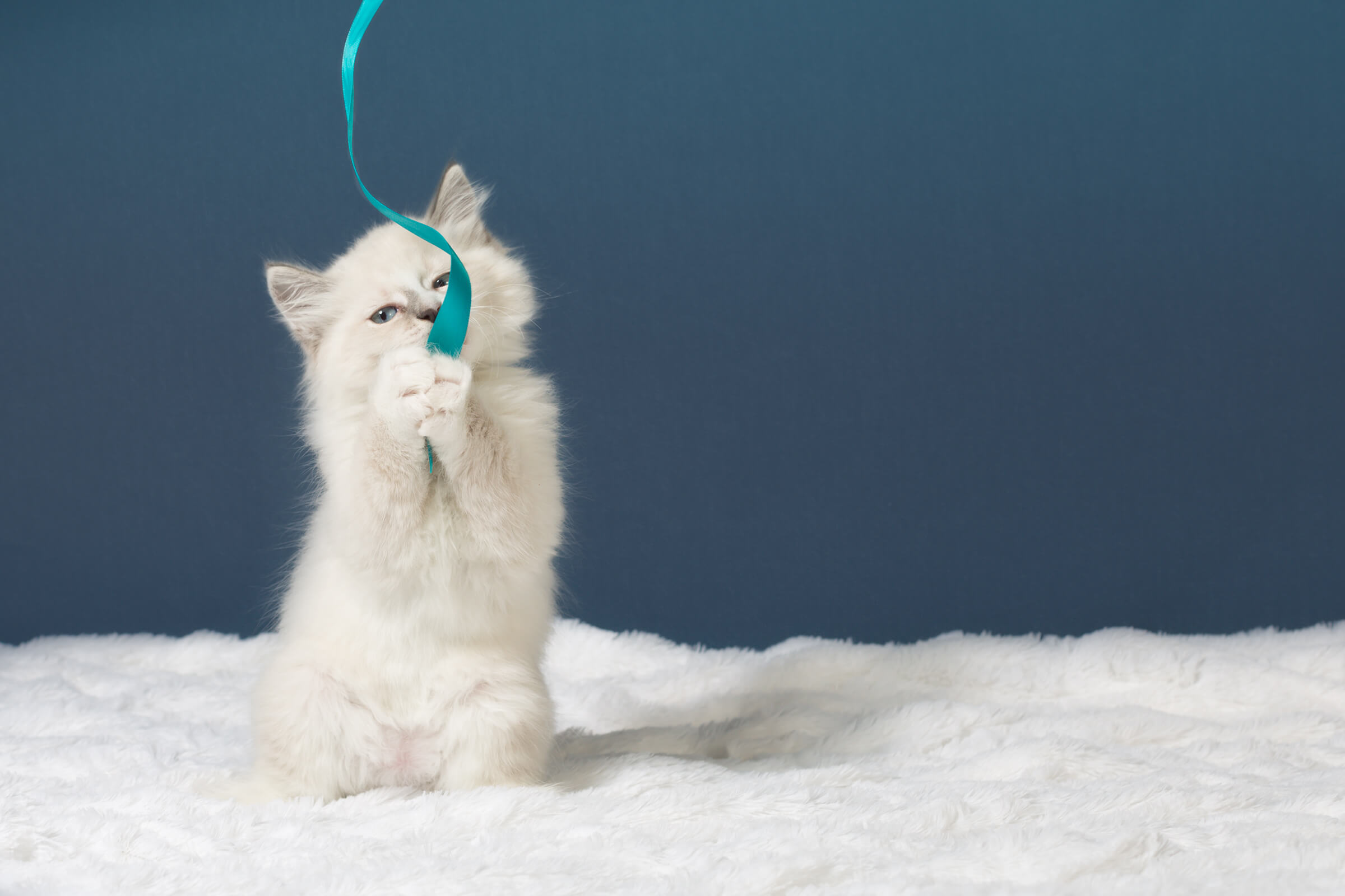 persian kitten playing with turquoise ribbon