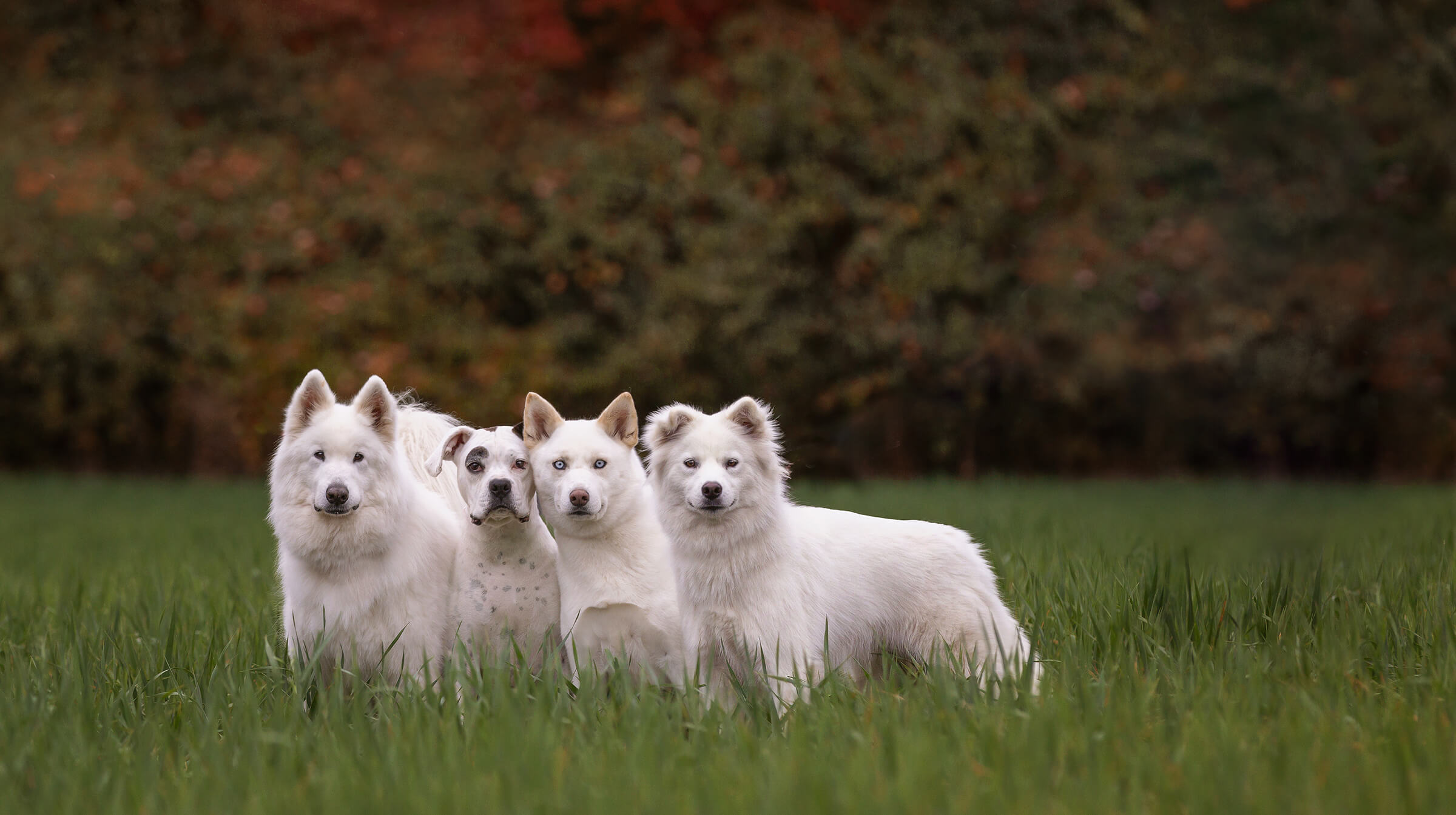 Four white dogs photographed in green grass by Toronto photographer Karen Weiler