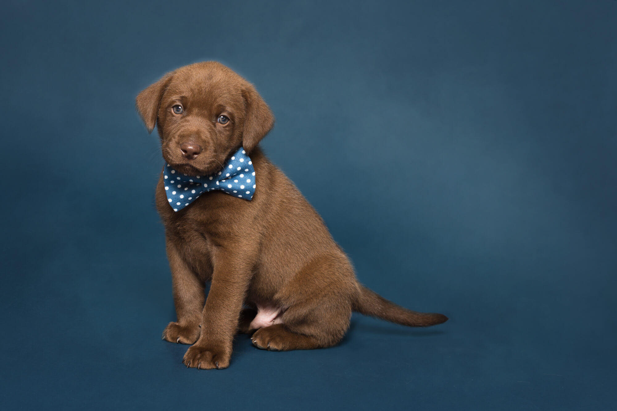chocolate lab puppy with blue bowtie photographed in Toronto