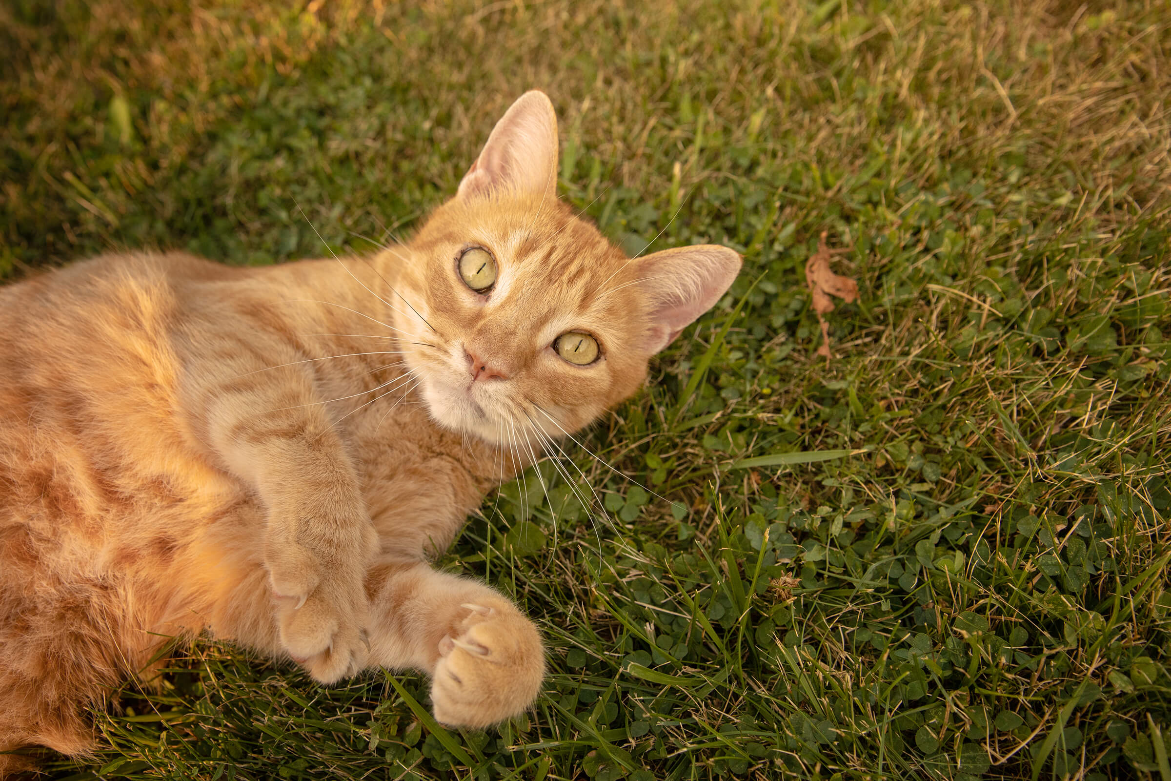 orange tabby cat laying in grass looking at you