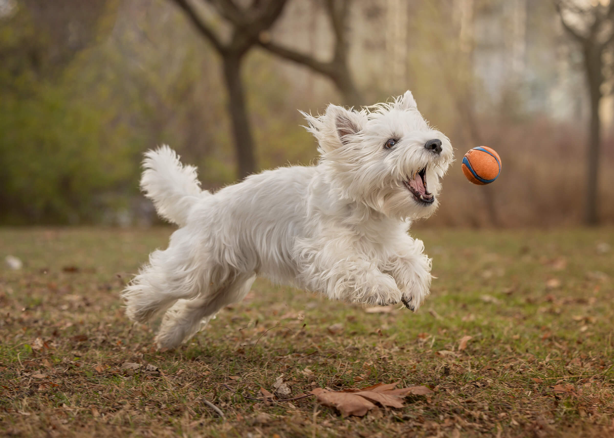 west highland terrier chasing his orange ball