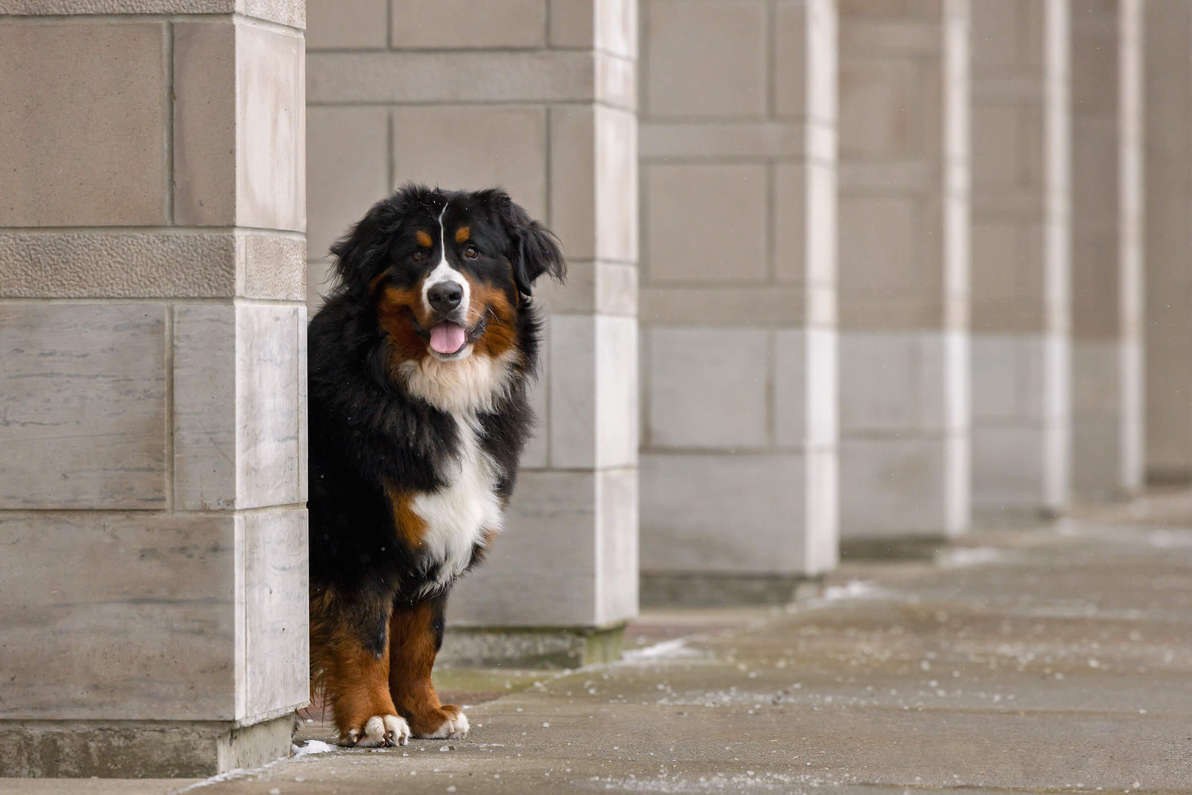 bernese mountain dog posing with building columns