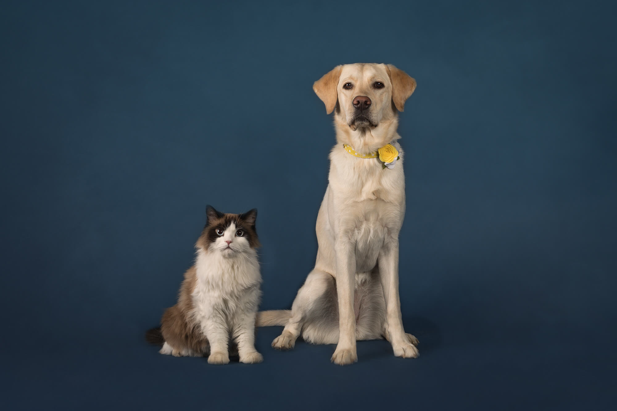 yellow lab and ragdoll cat photograph in Toronto