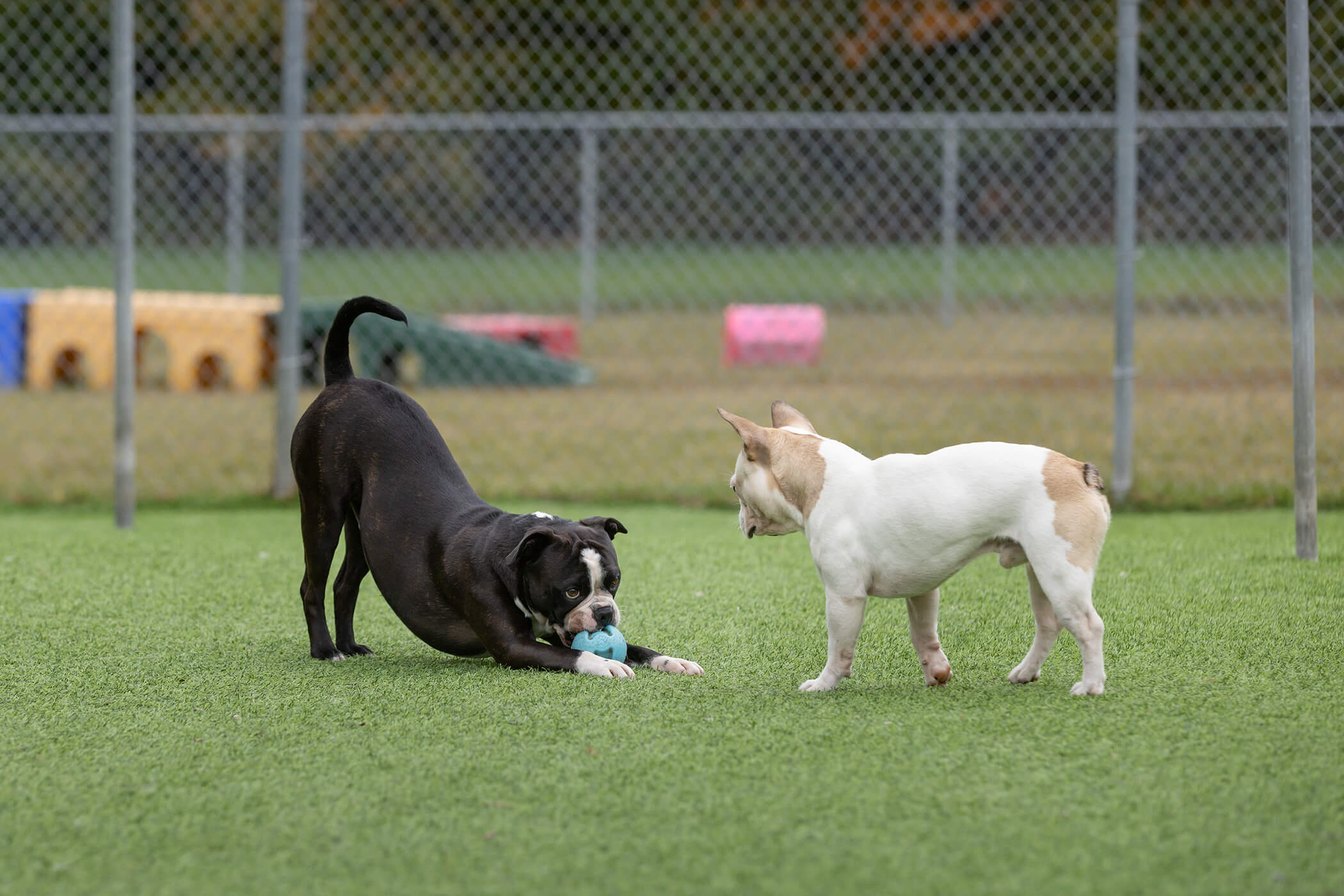 two dogs playing with ball and boarding facility