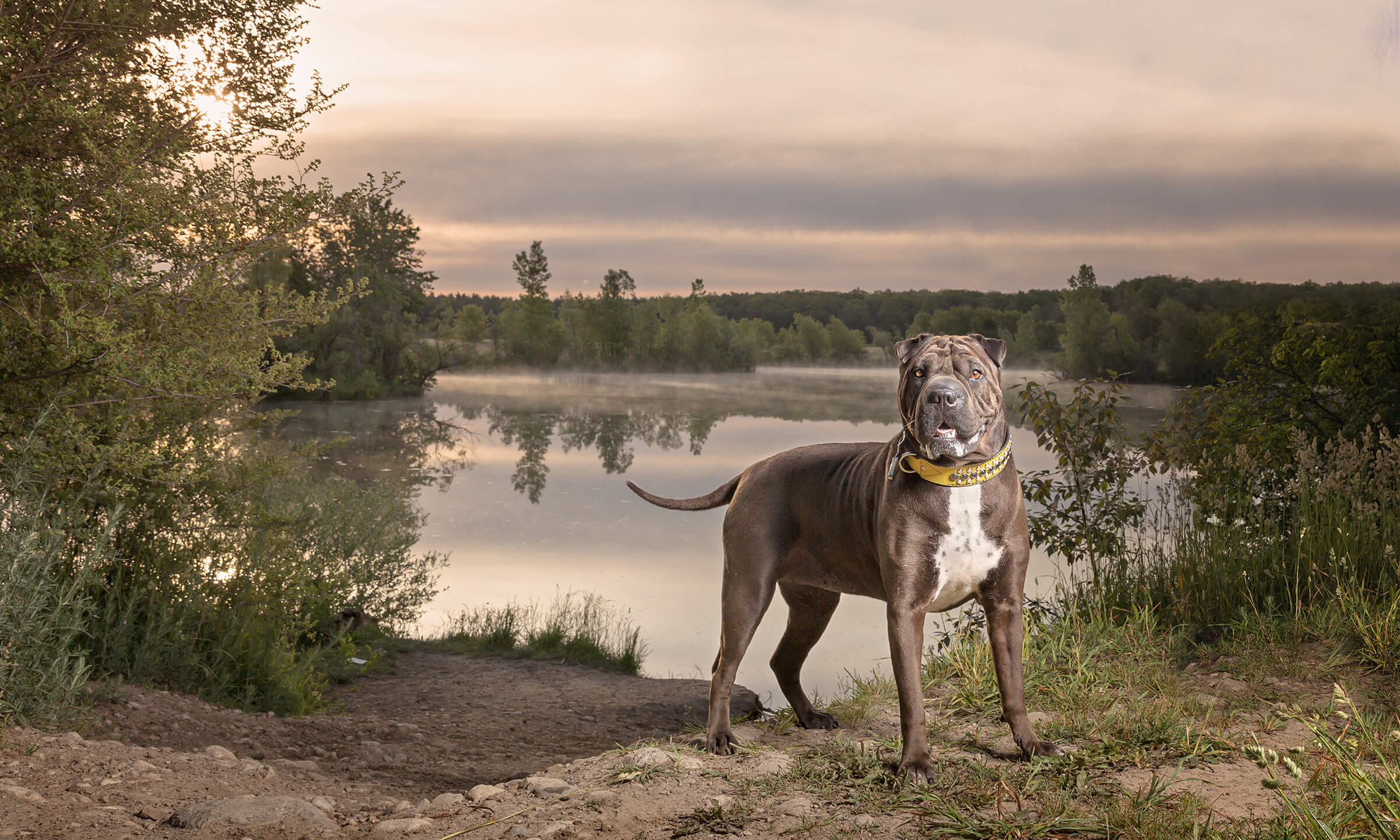 Sharpei boxer mix dog at lake at sunrise