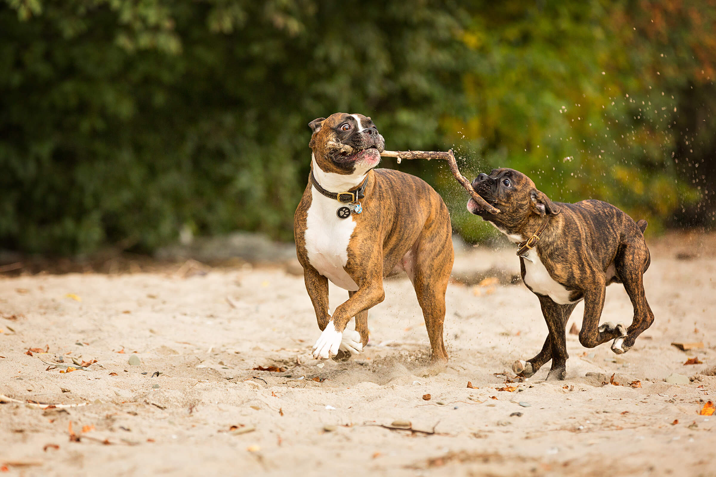 two boxer dogs playing with a stick on the beach