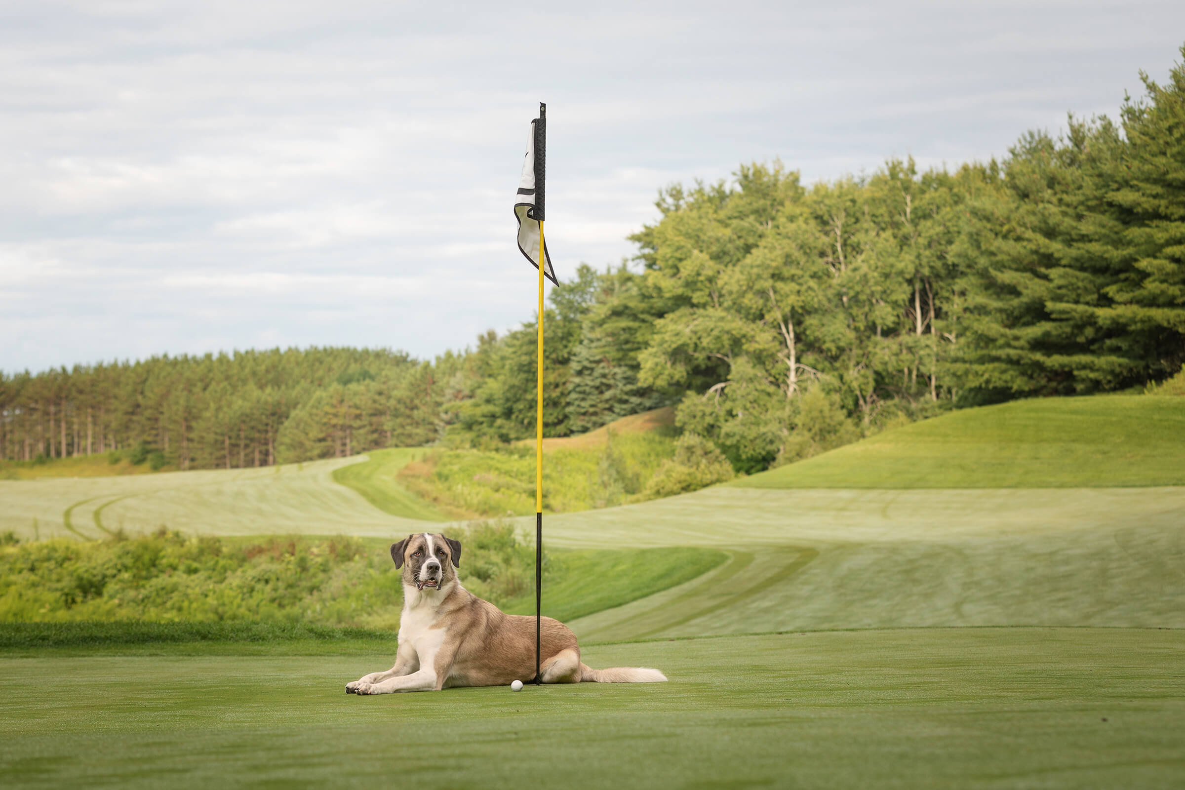 dog on golf course in Toronto, Ontario