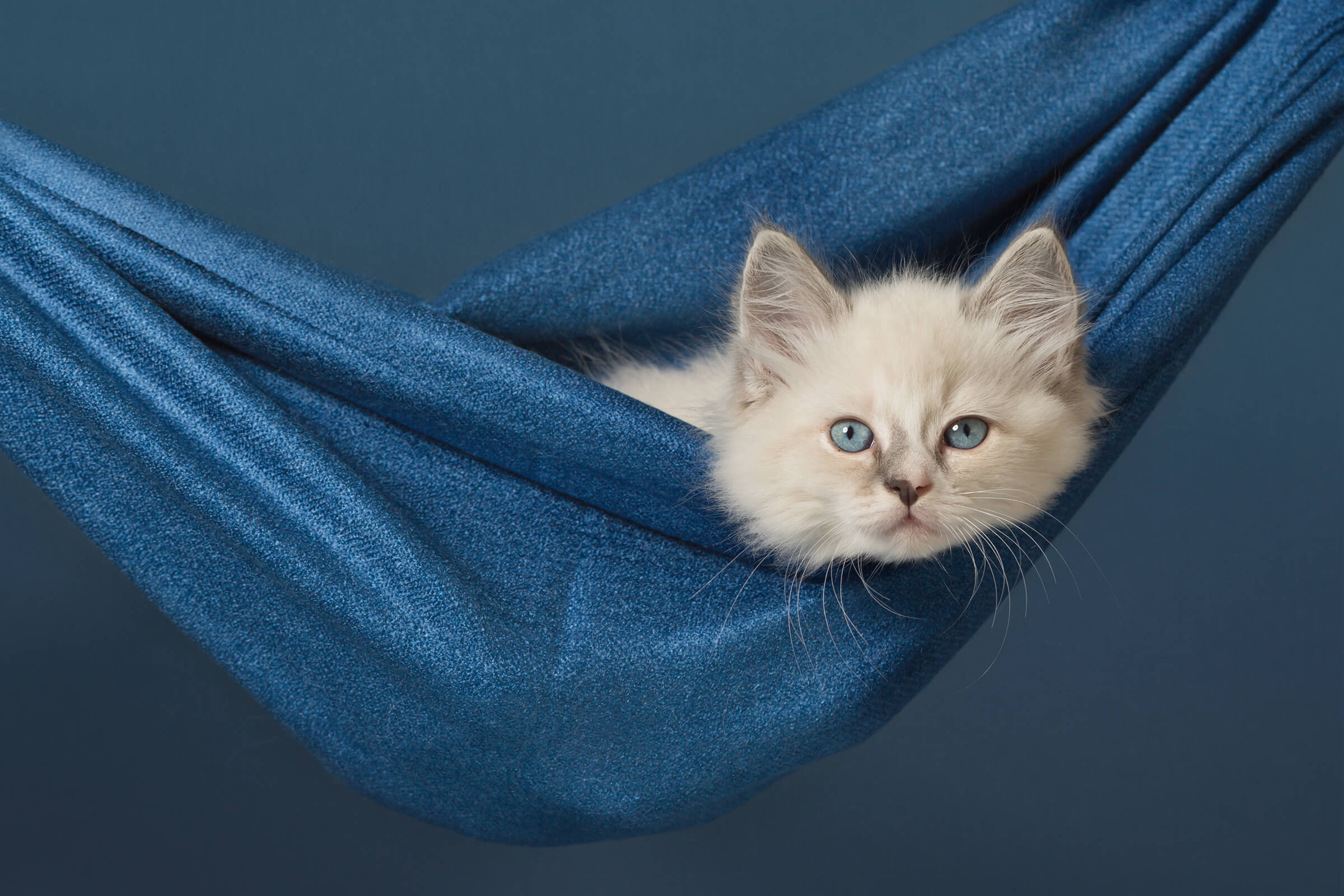 ragdoll kitten hanging in hammock