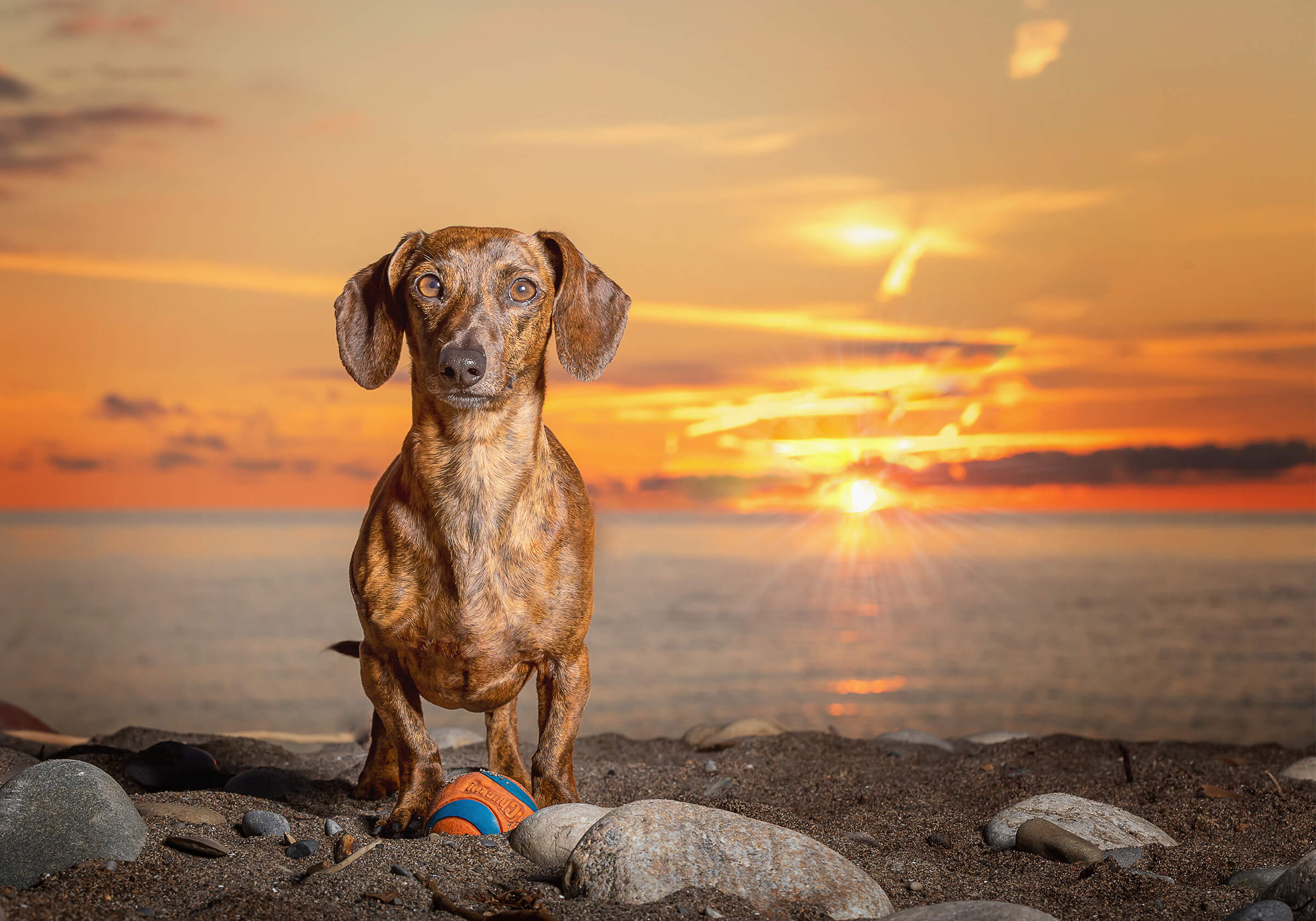 dachshund with chuckit ball at sunrise