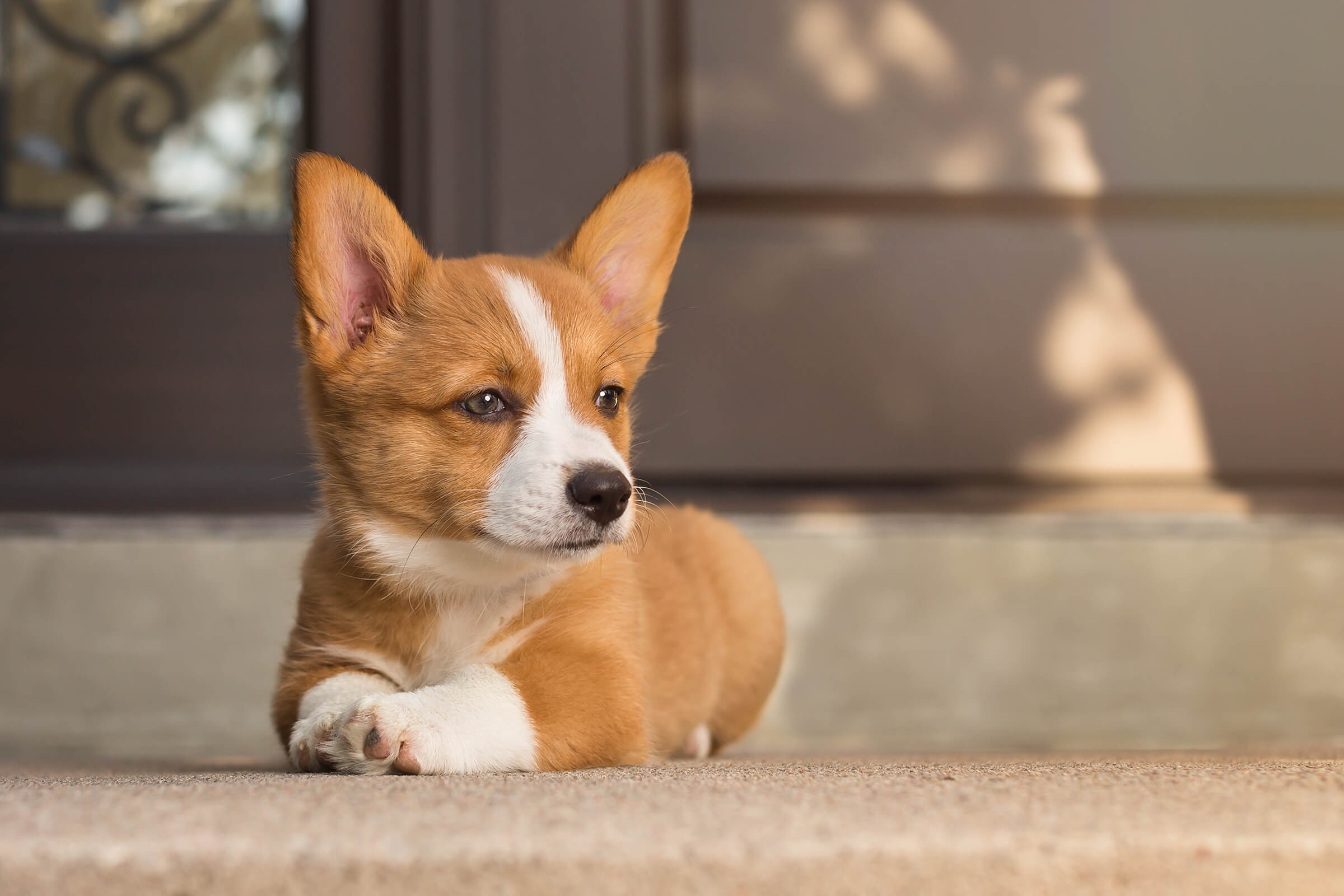 corgi puppy on steps of his house