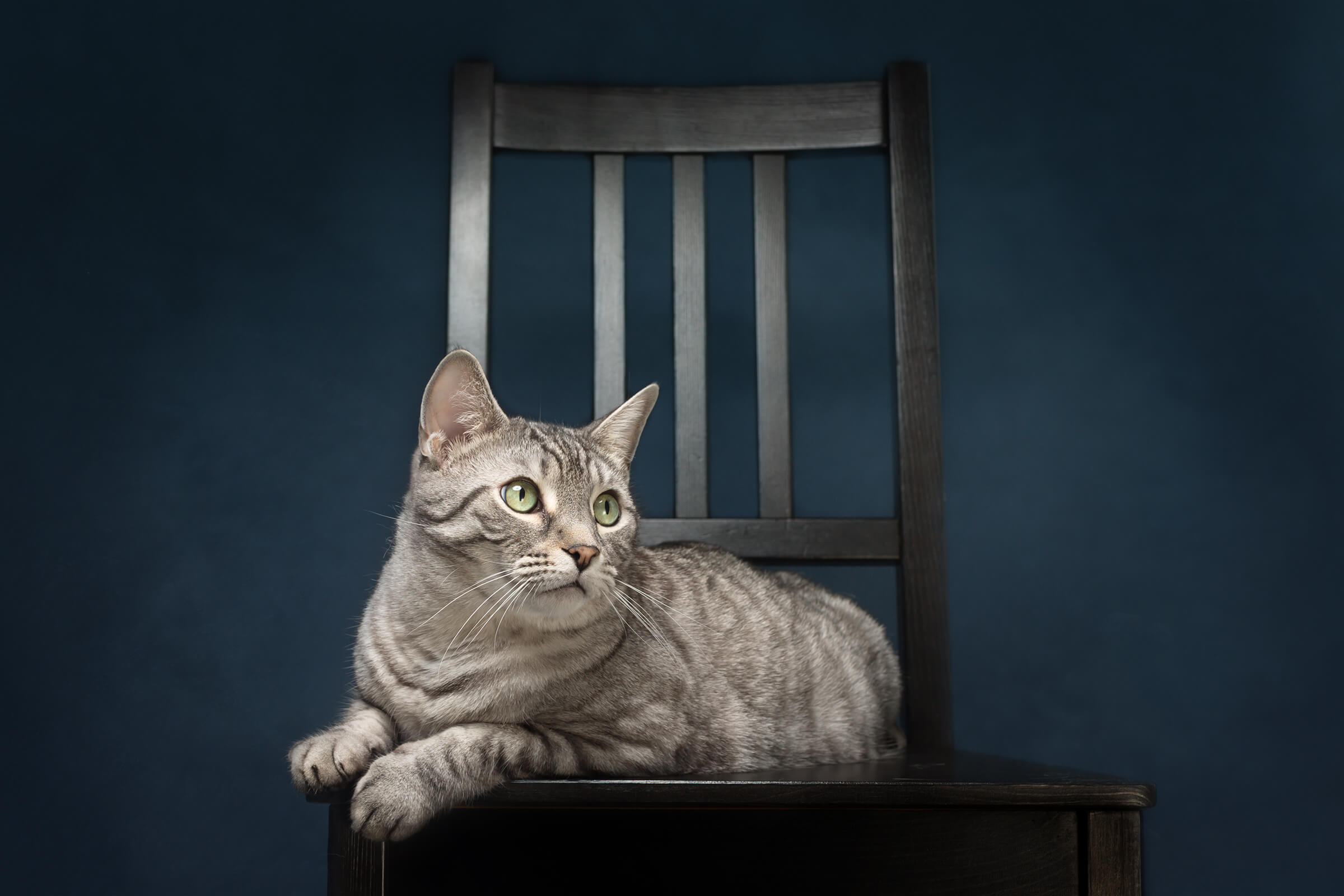 silver tabby cat on chair mississauga pet photography studio