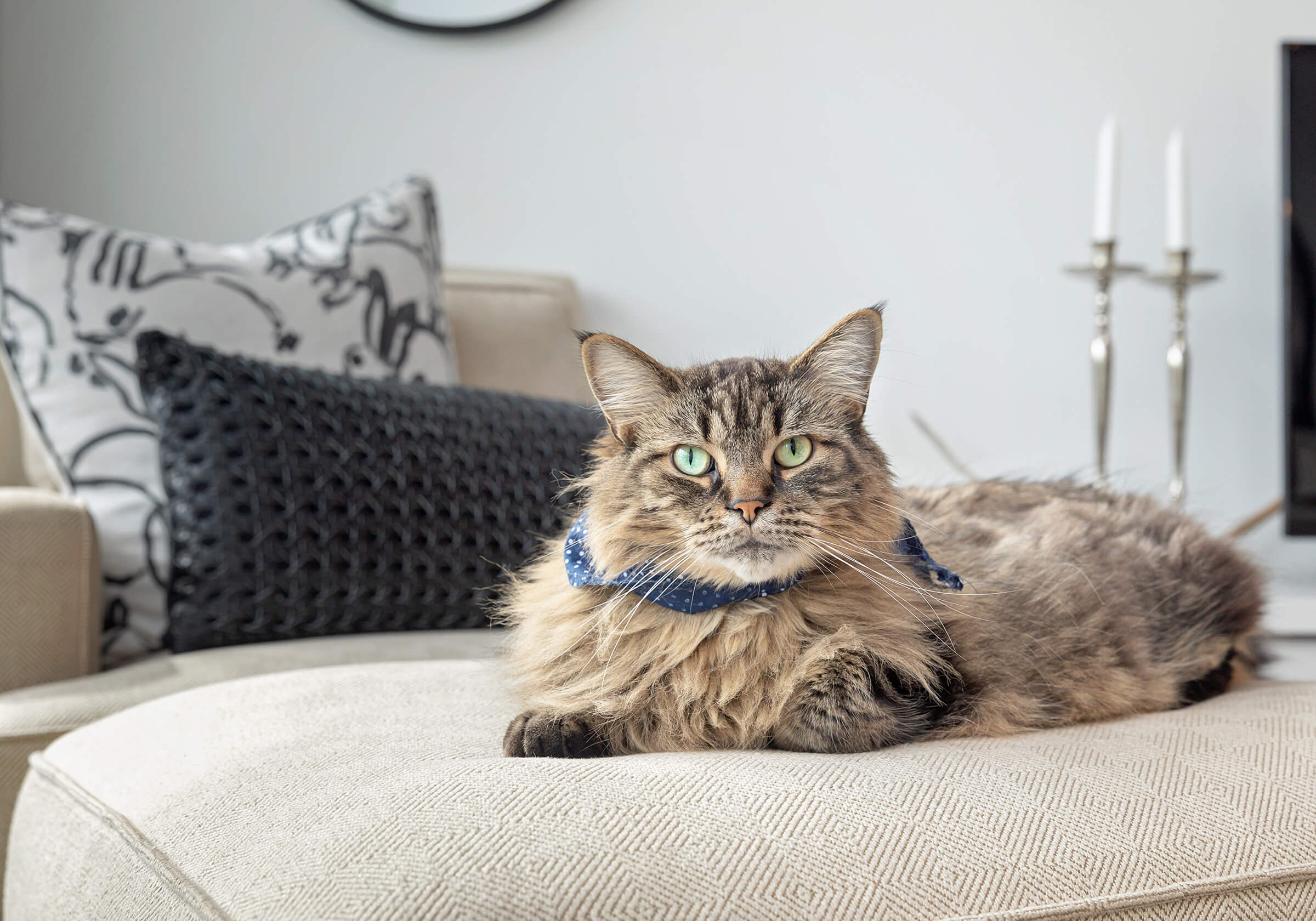 long haired tabby sitting on ottoman