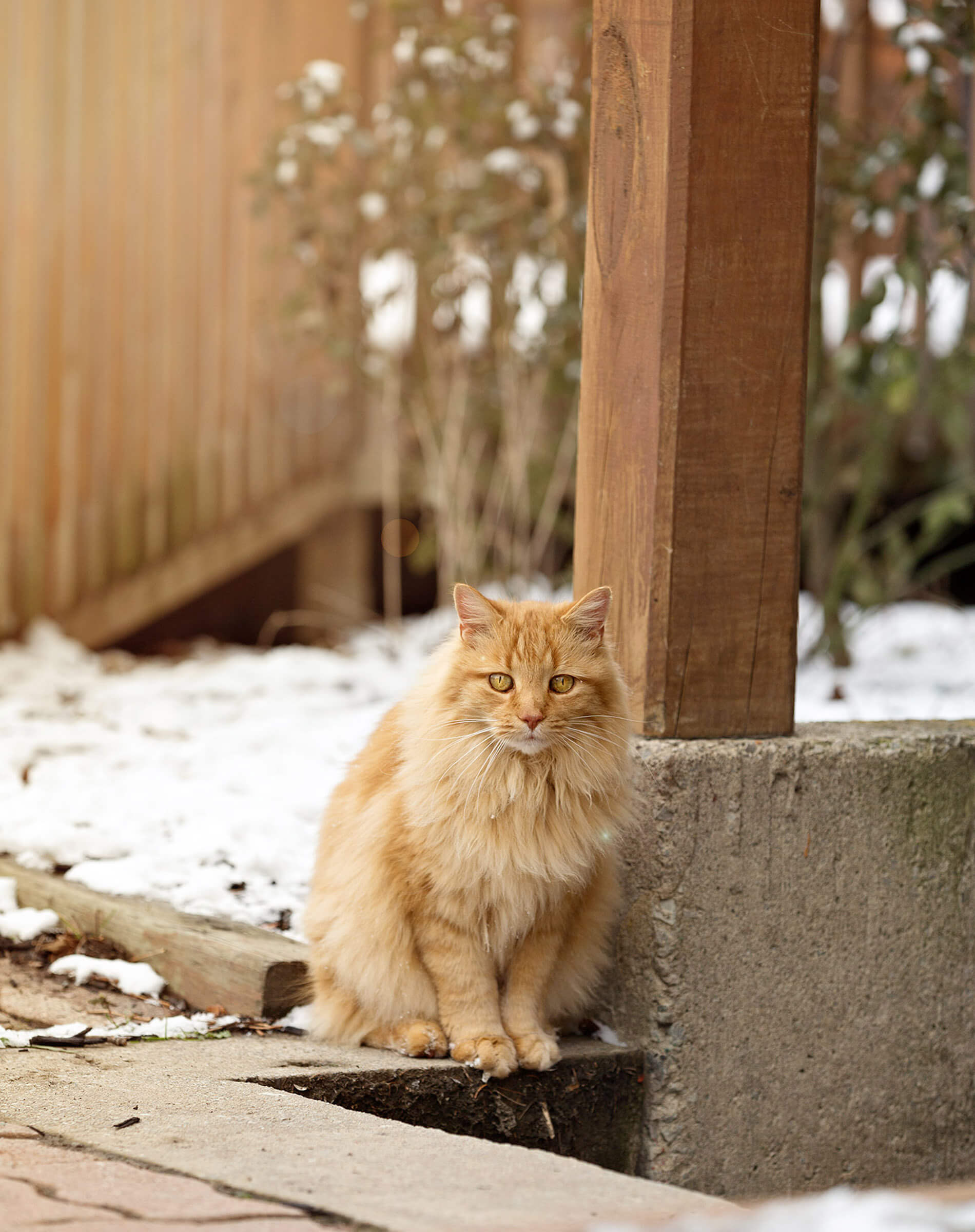 long haired orange cat in snow