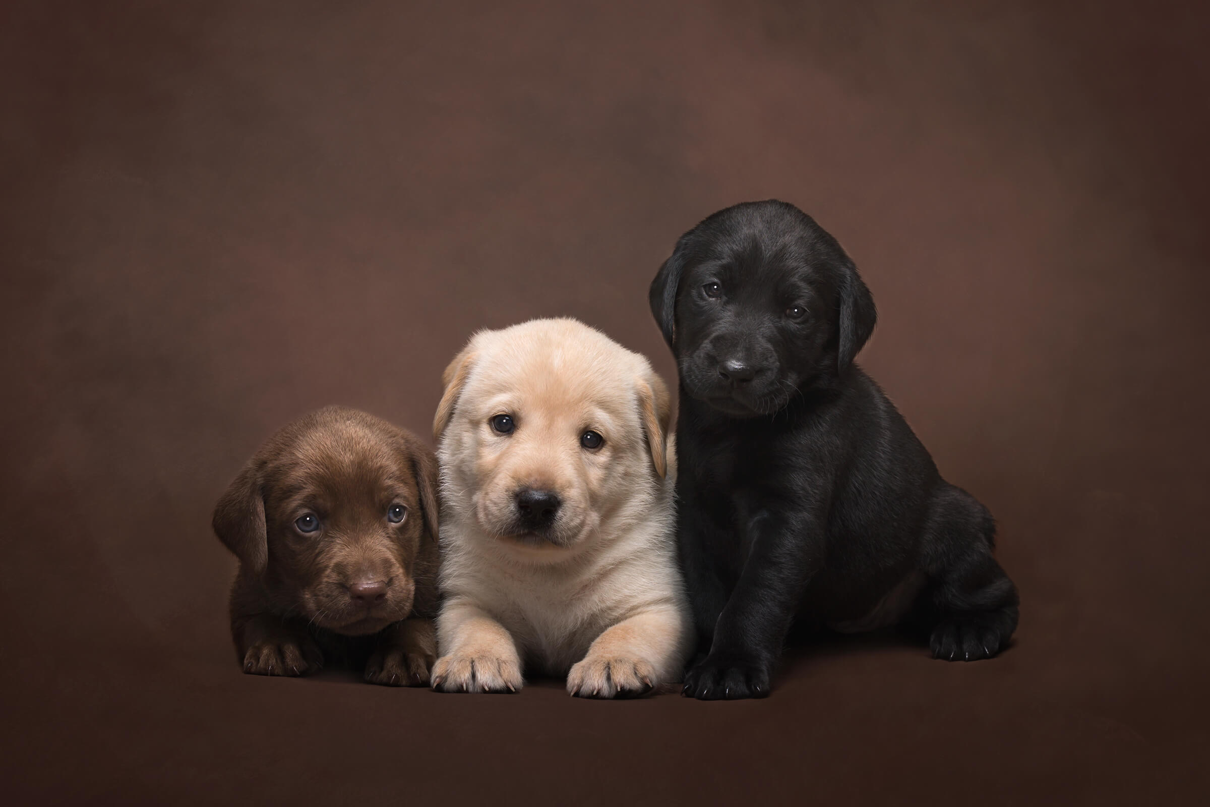 3 labrador puppies (chocolate, black, yellow) in studio for breeder