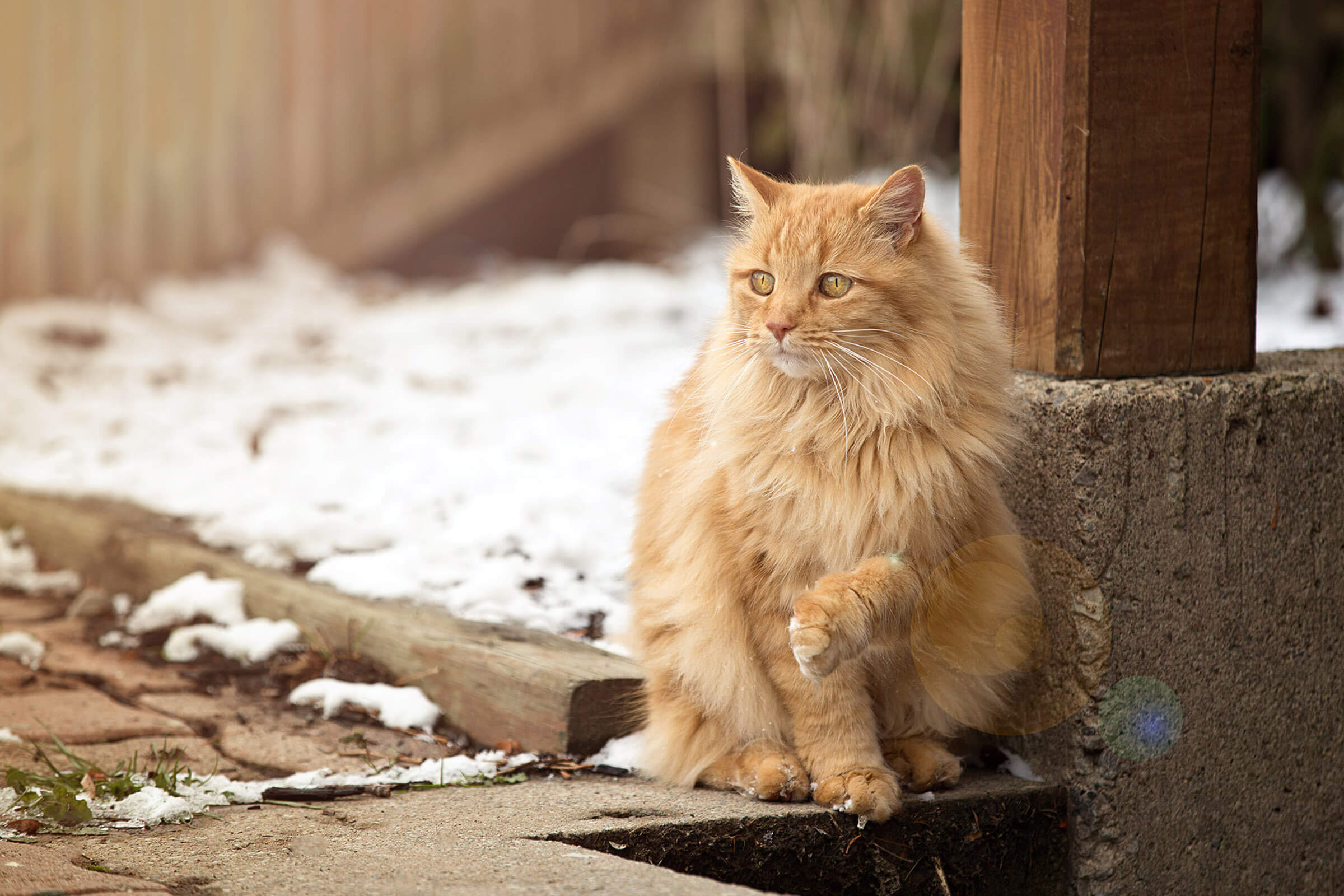 long haired orange cat lifting paw in snow