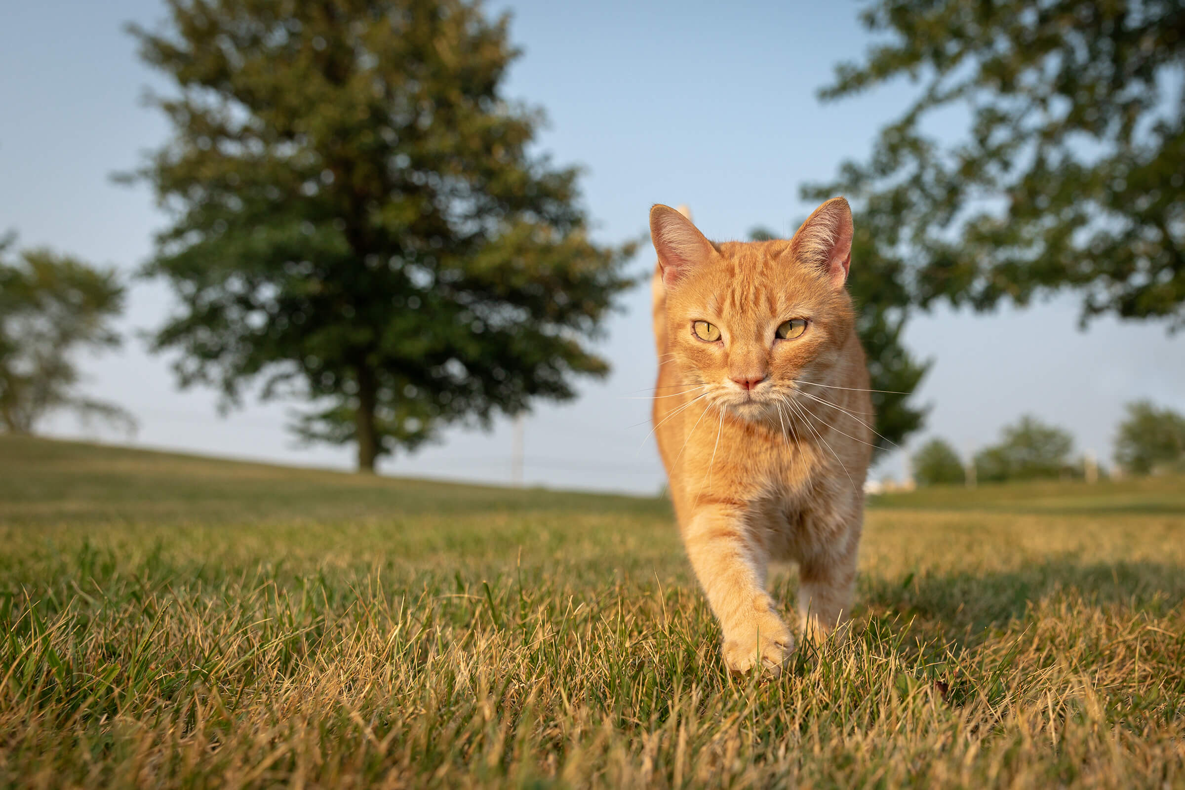 orange tabby cat walking towards you