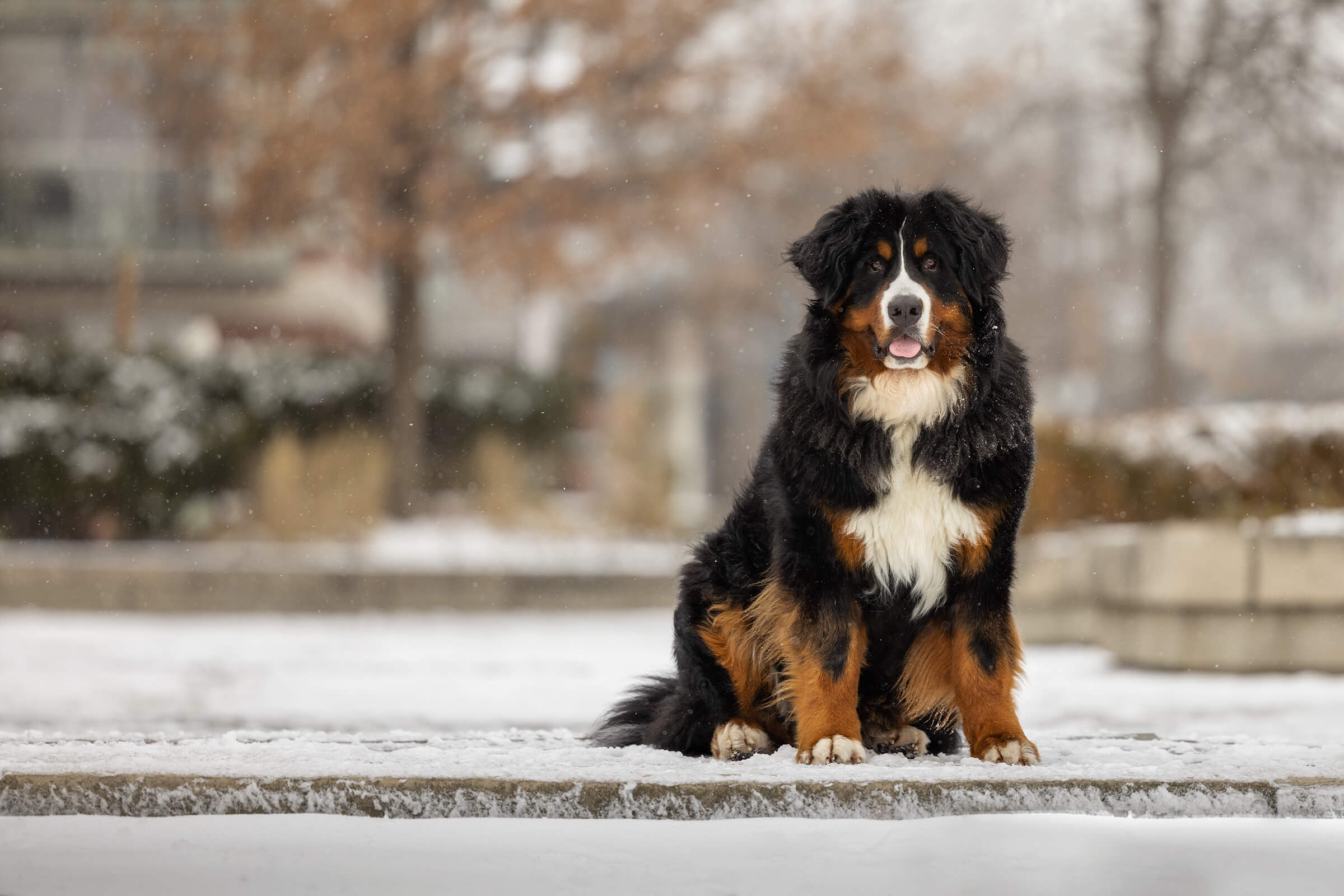 bernese mountain dog sitting in the snow in front of buildings in Toronto