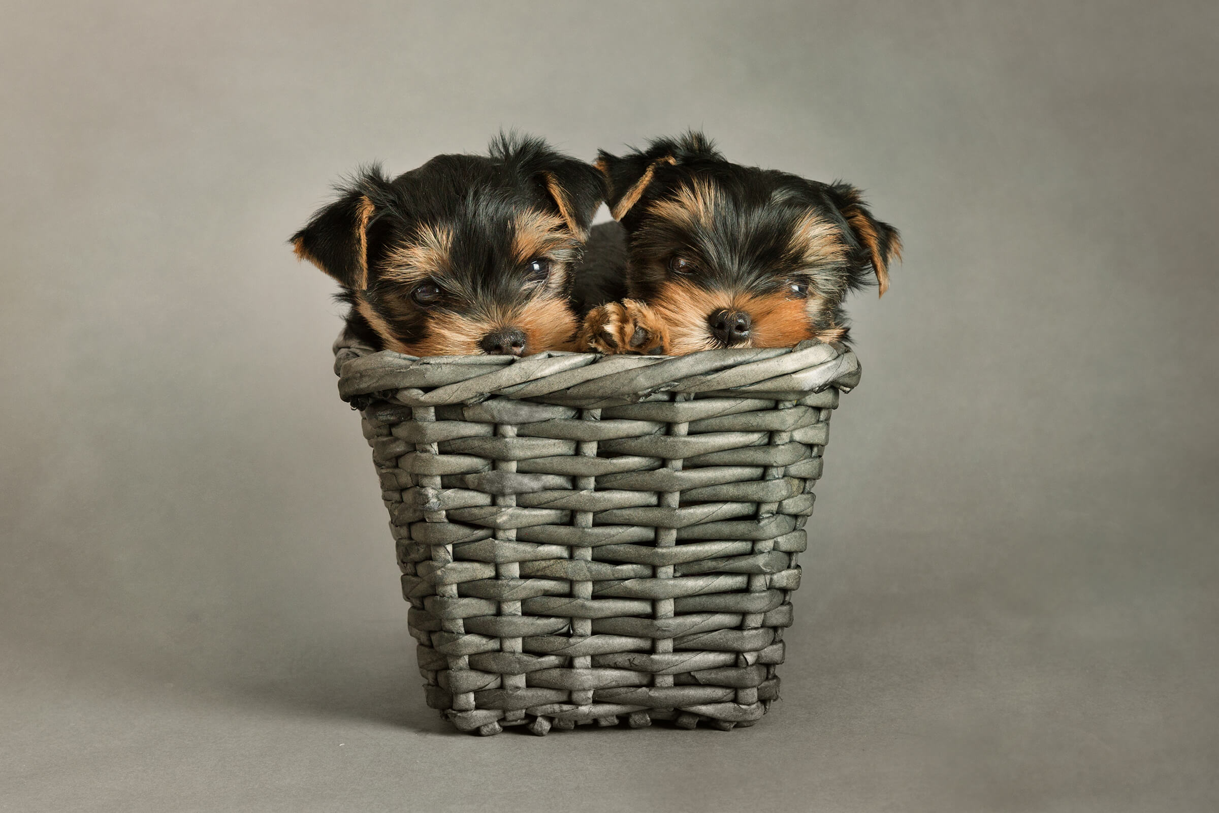 two yorkie puppies in a basket studio photography