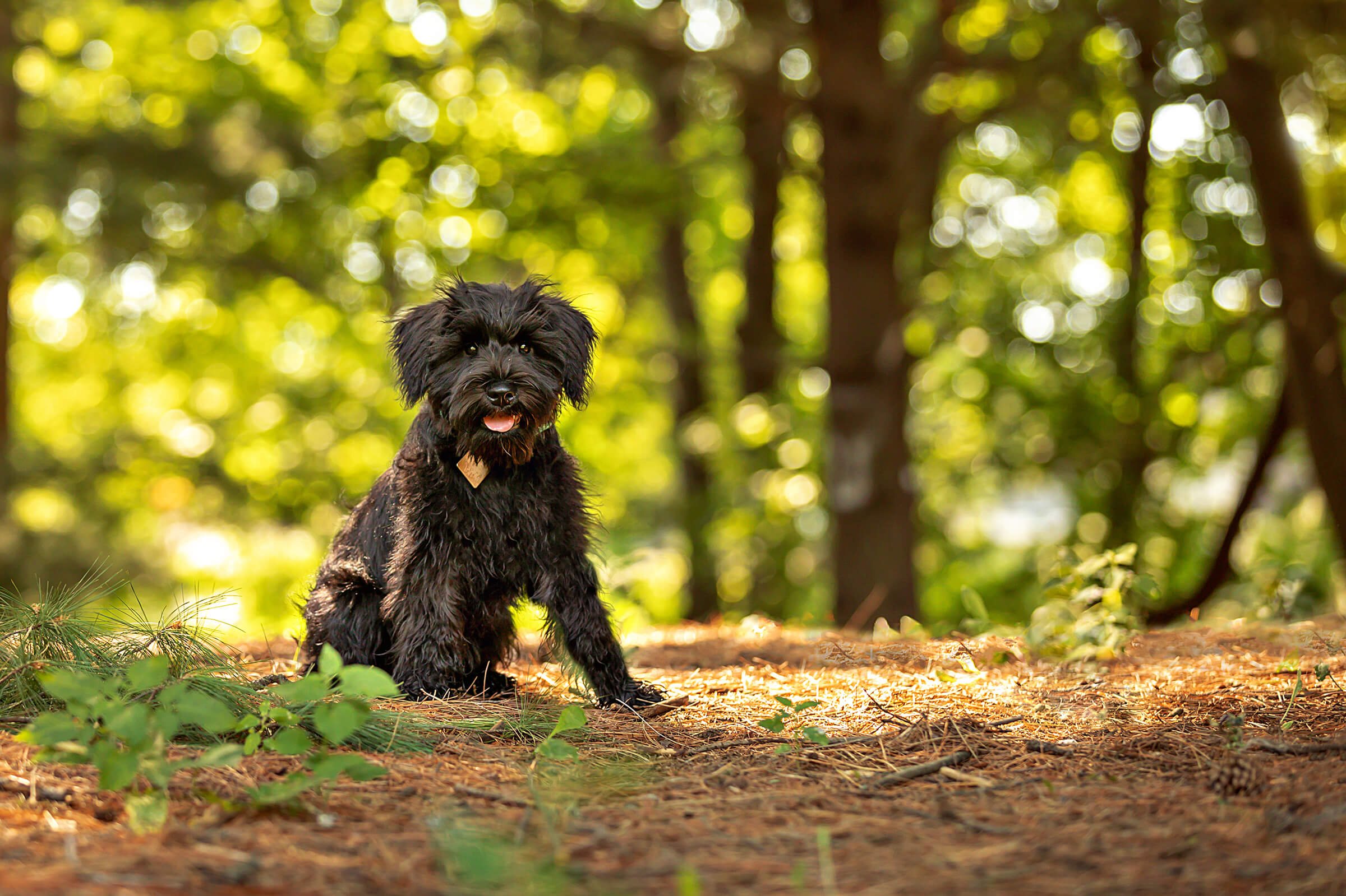 little black dog photographed in Sherwood Park