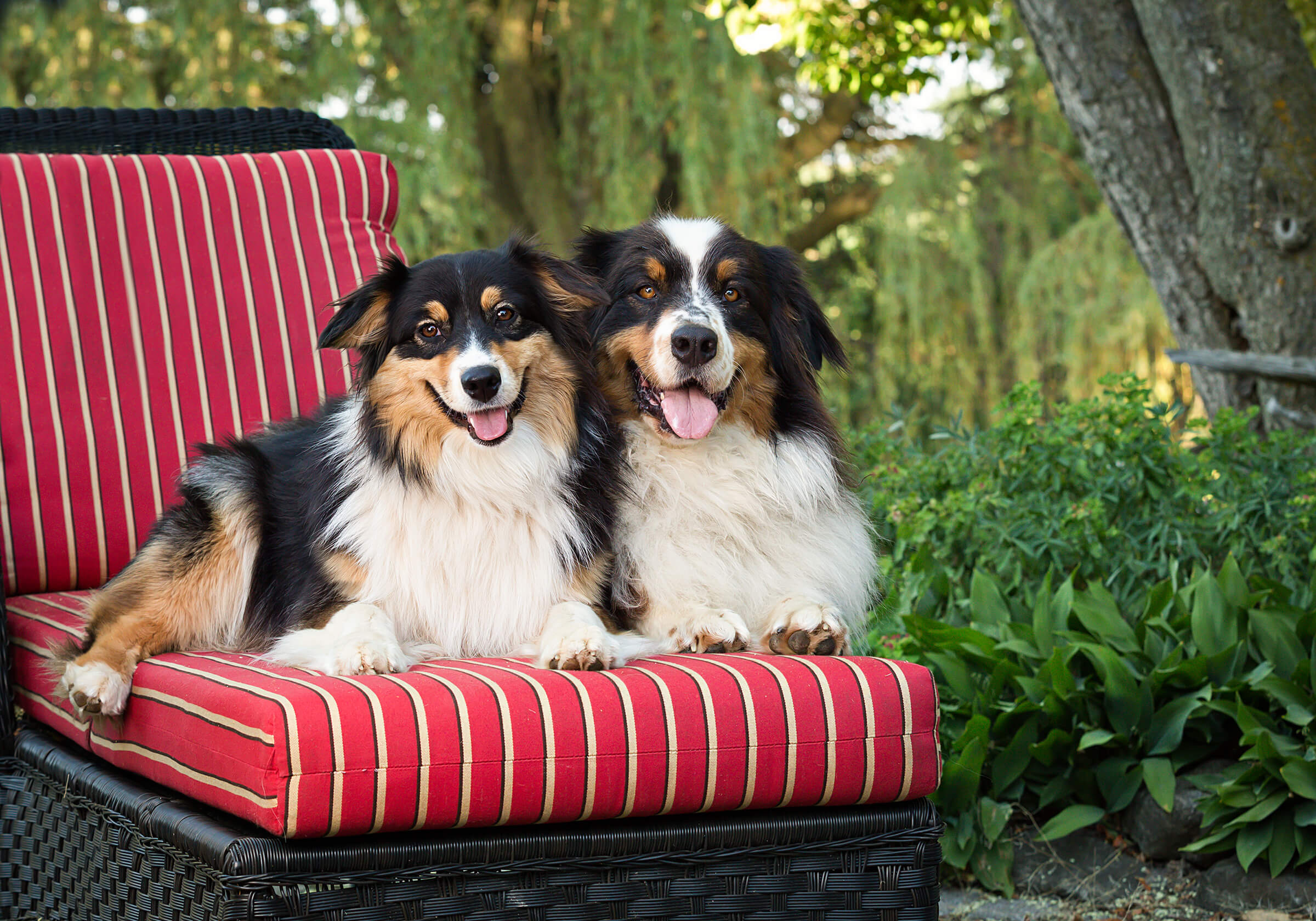 two tri-colour collies sitting on lounger in backyard