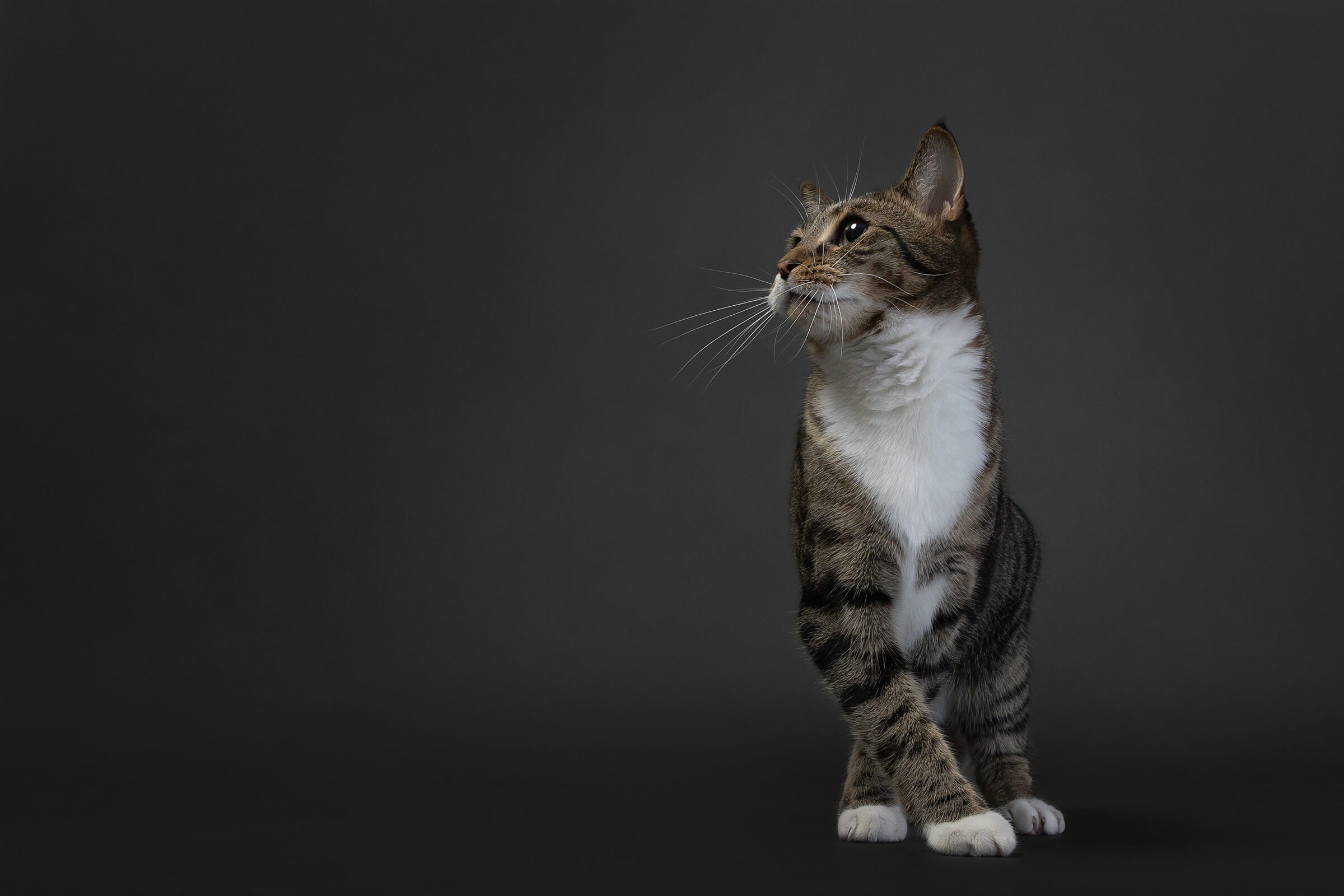 tabby cat portrait in studio on gray seamless