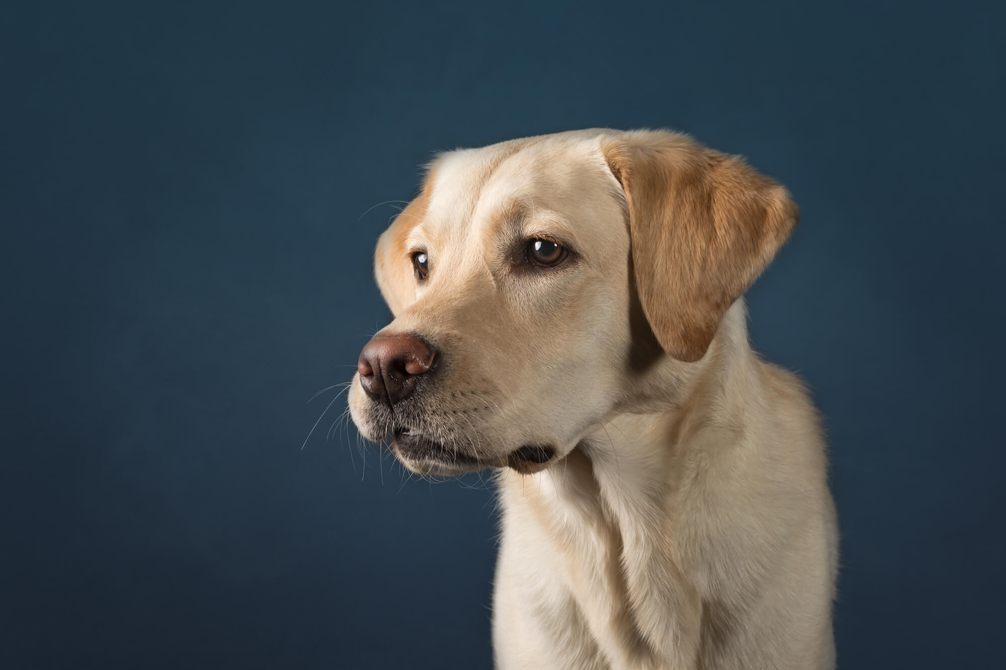 yellow labrador in studio in mississauga
