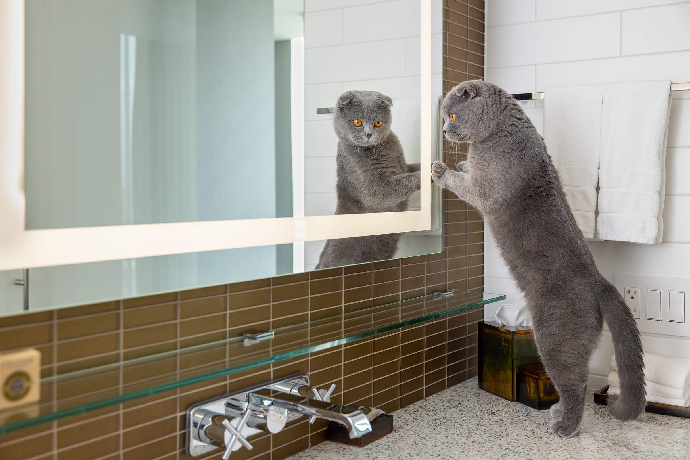 scottish fold grey cat looking at self in bathroom