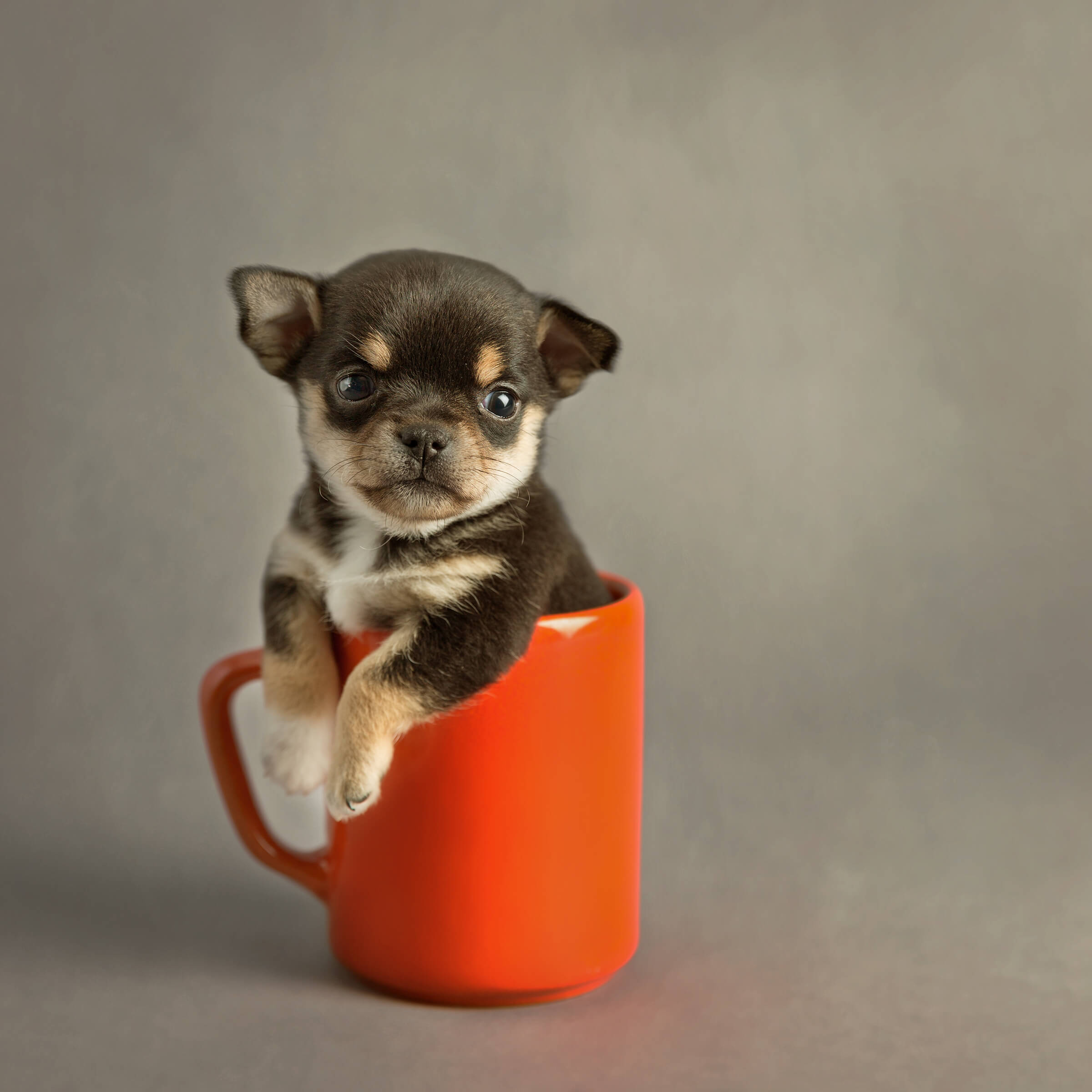 chihuahua puppy in an orange mug photography