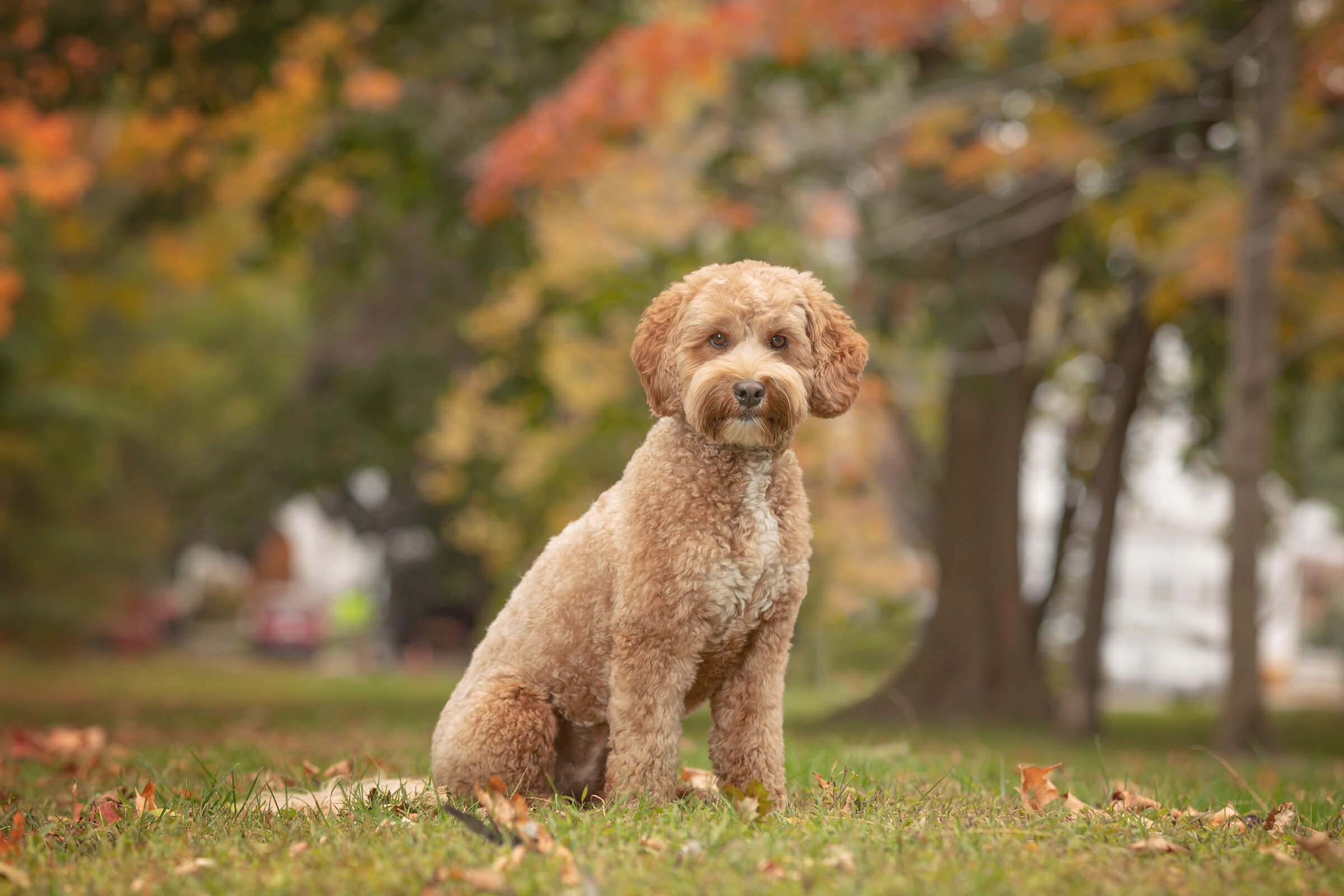 Doodle dog poses in autumn colours in Burlington, Ontario