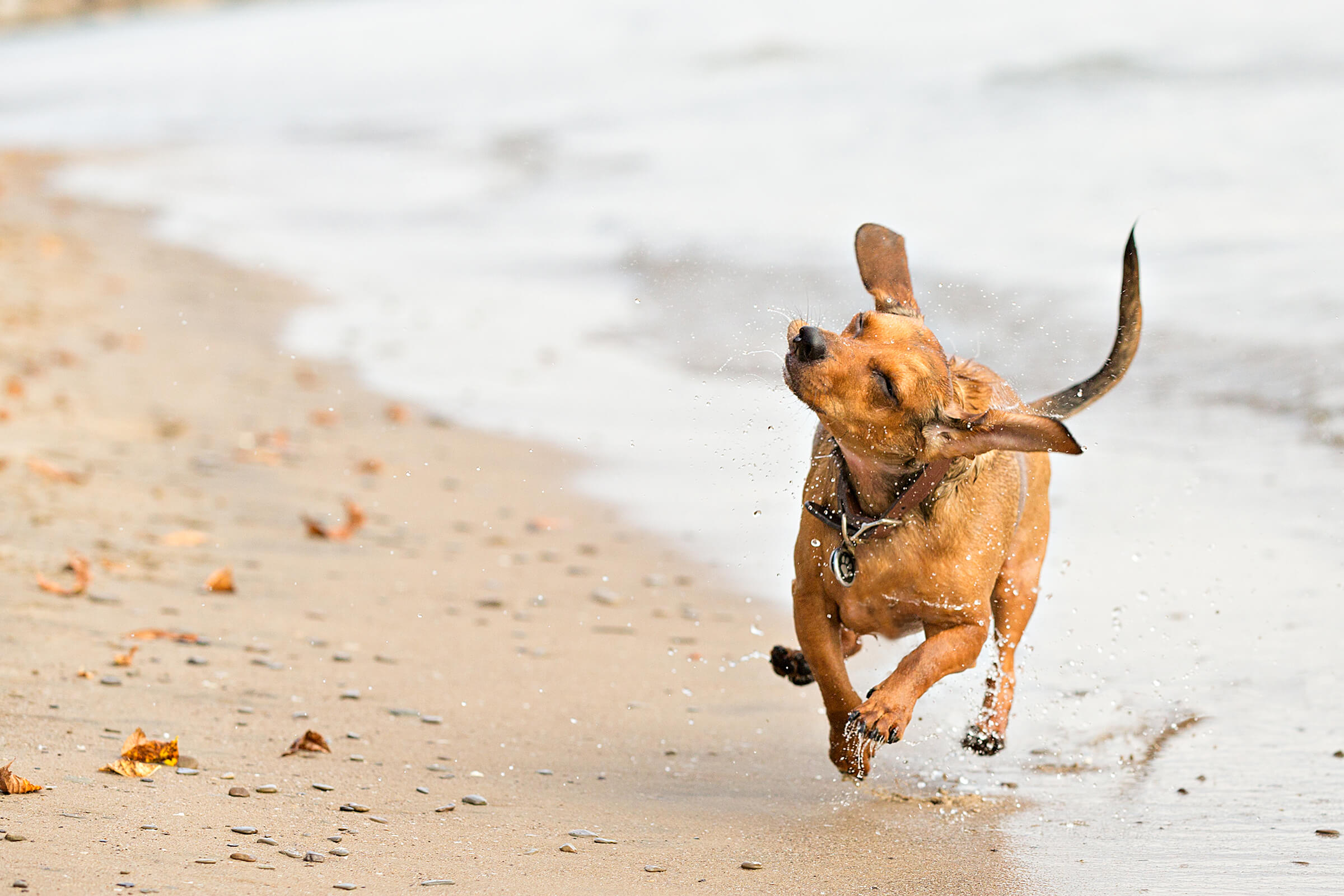 dachshund running along beach with ears flying