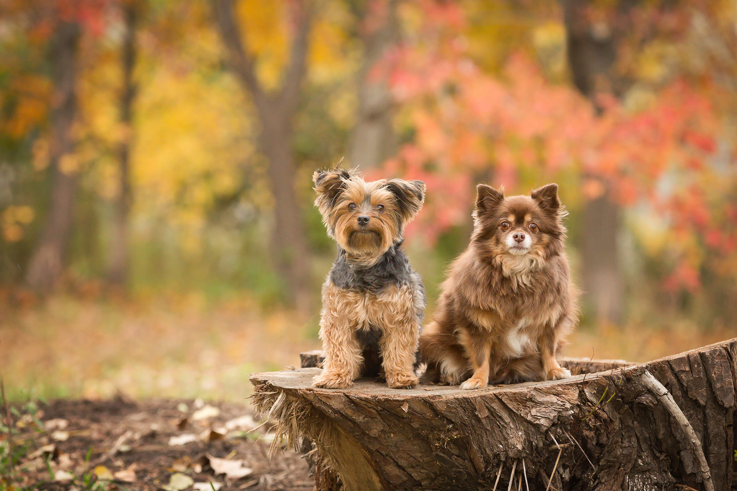 chihuahua and terrier sitting on stump in fall colours in Toronto