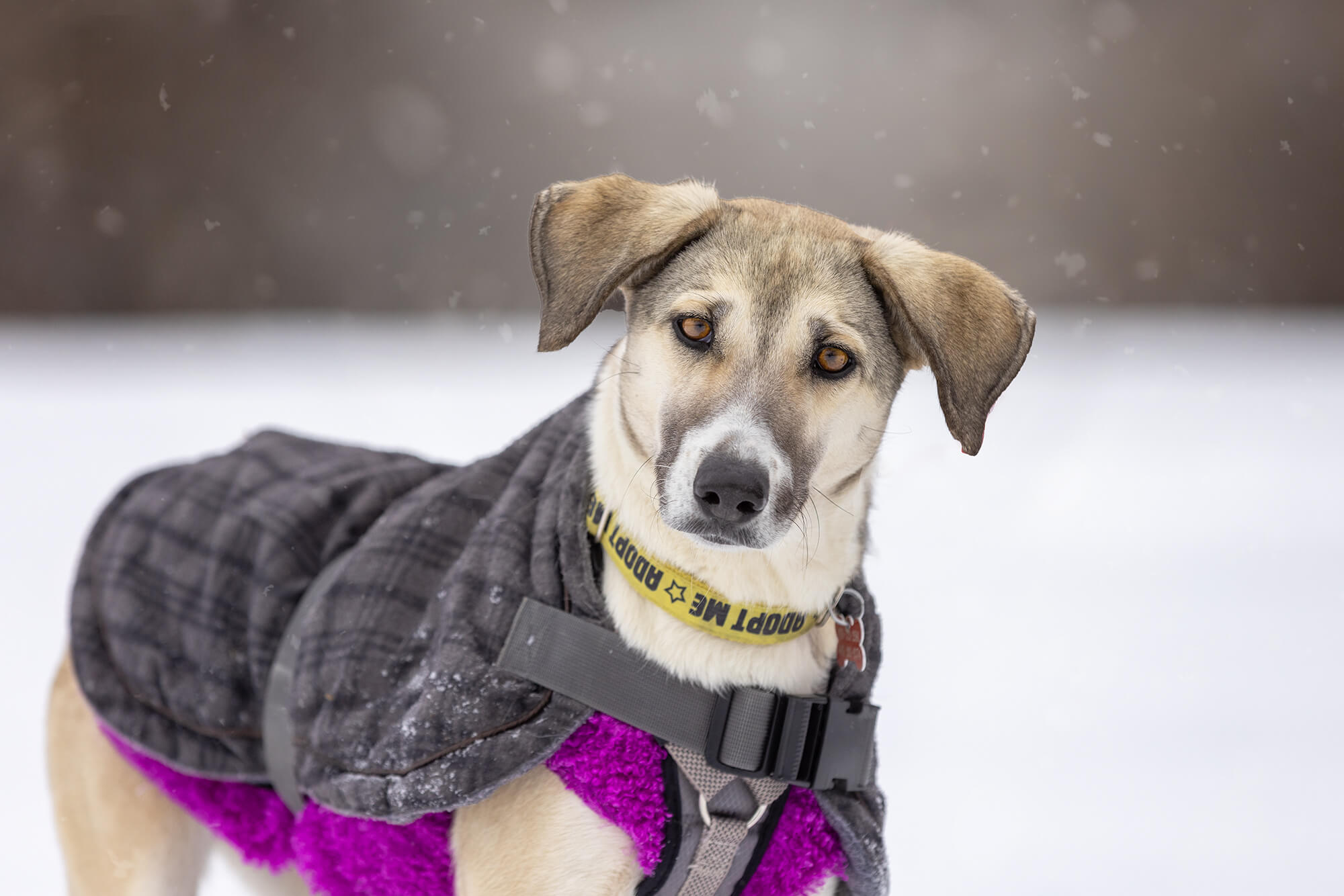 shelter and rescue dog photography in Toronto