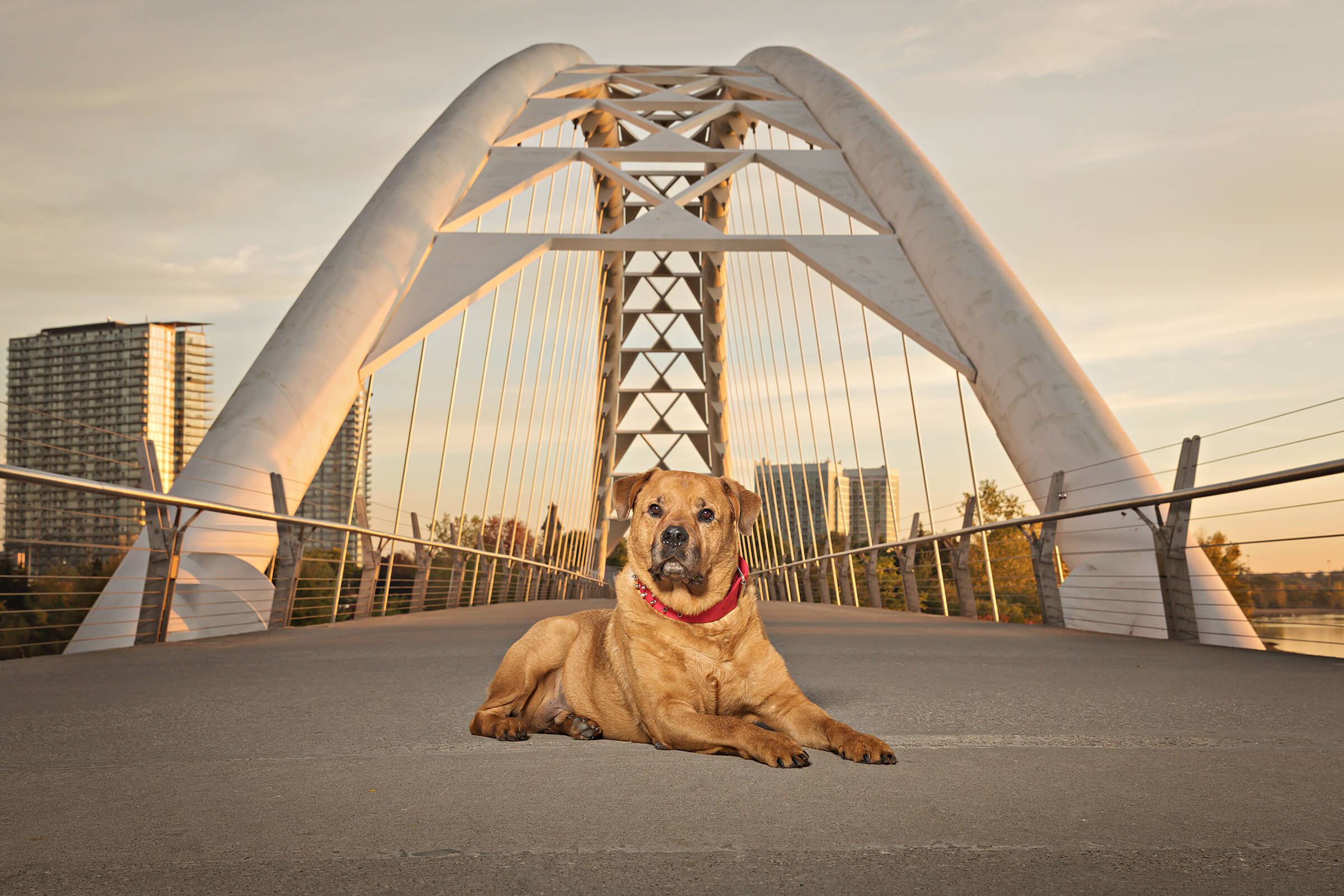 dog on humber arch beach in Toronto at sunrise