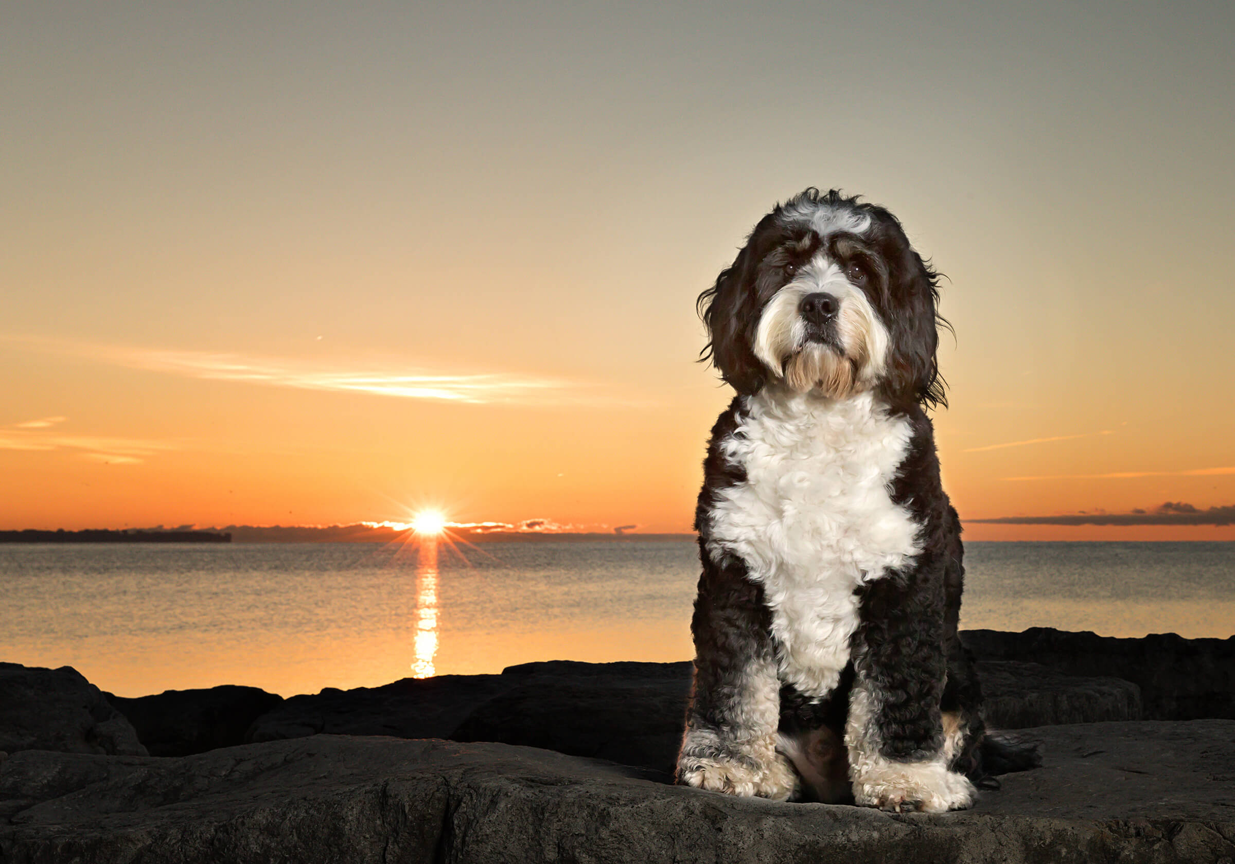 Bernedoodle photographed at sunrise over Lake Ontario