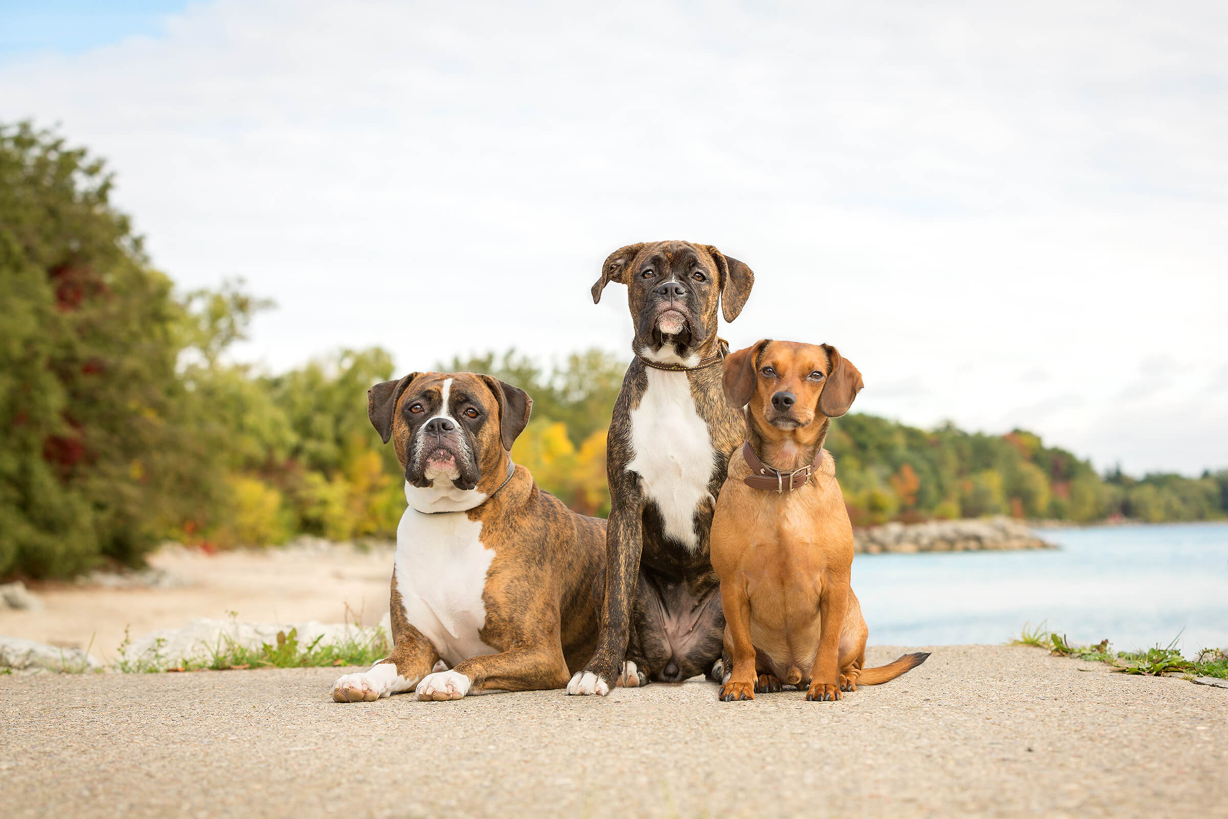 two boxers and one dachshund posing on beach