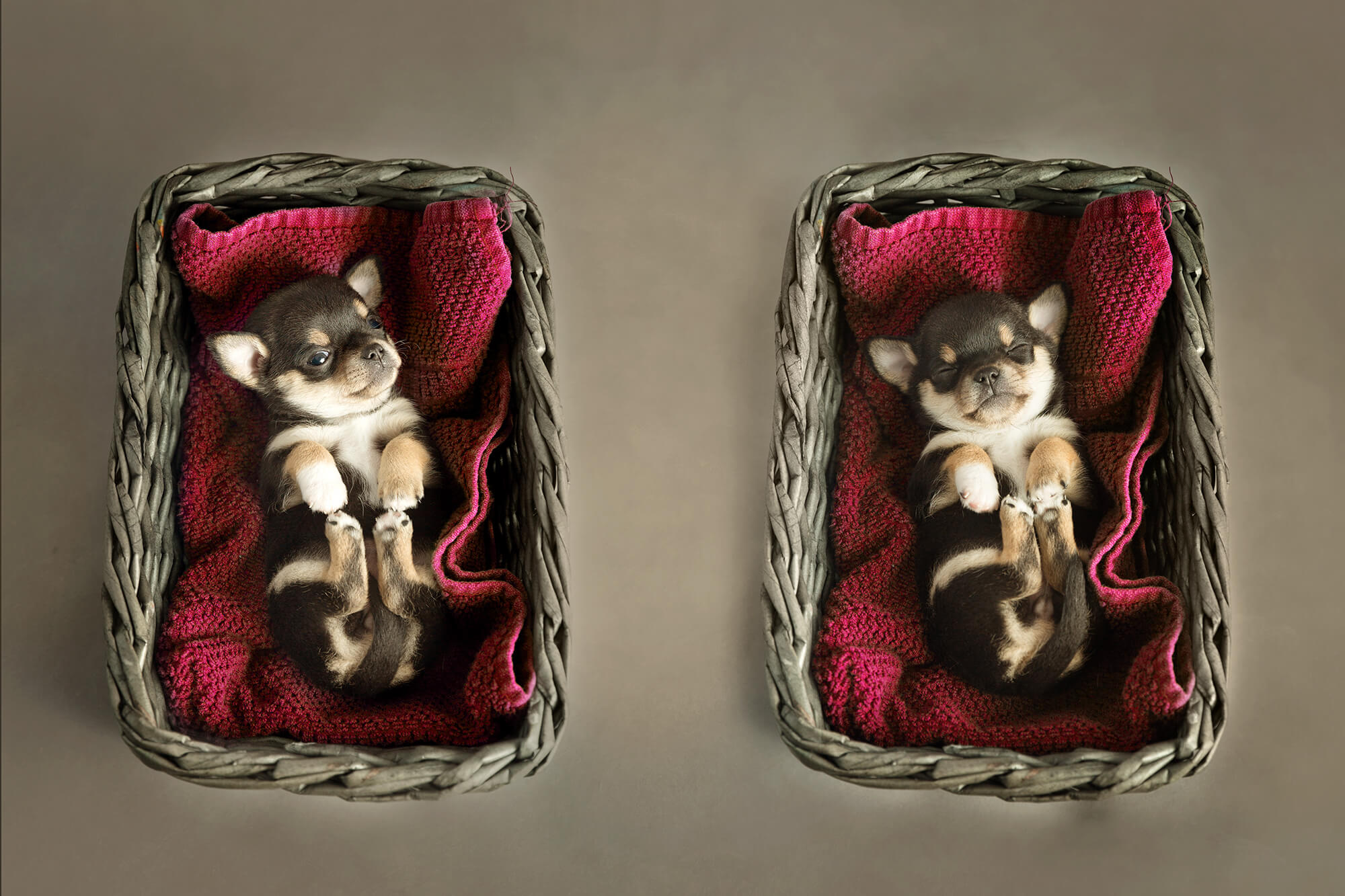diptych of a chihuahua puppy in basket photography