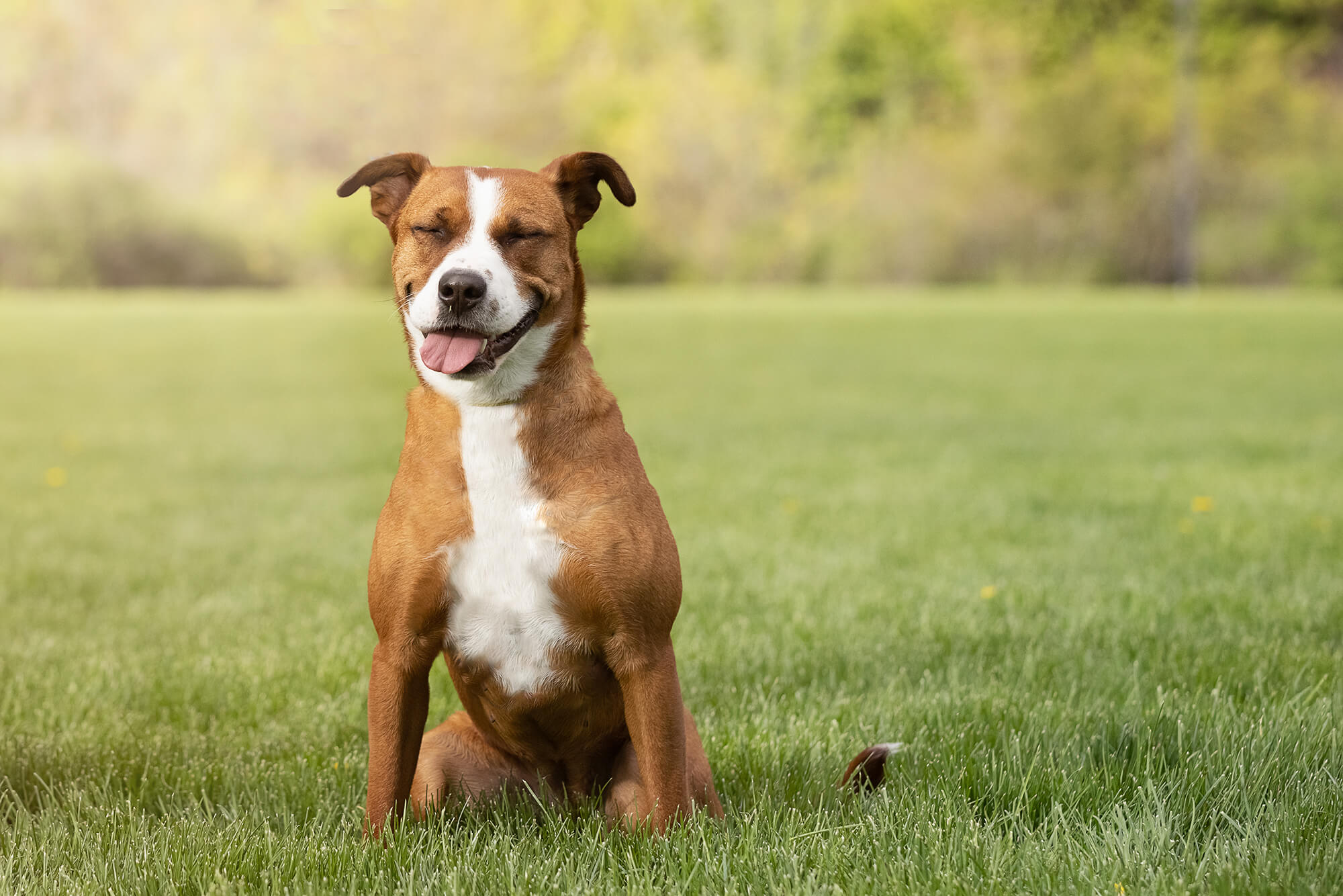 shelter and rescue dog photography in Toronto
