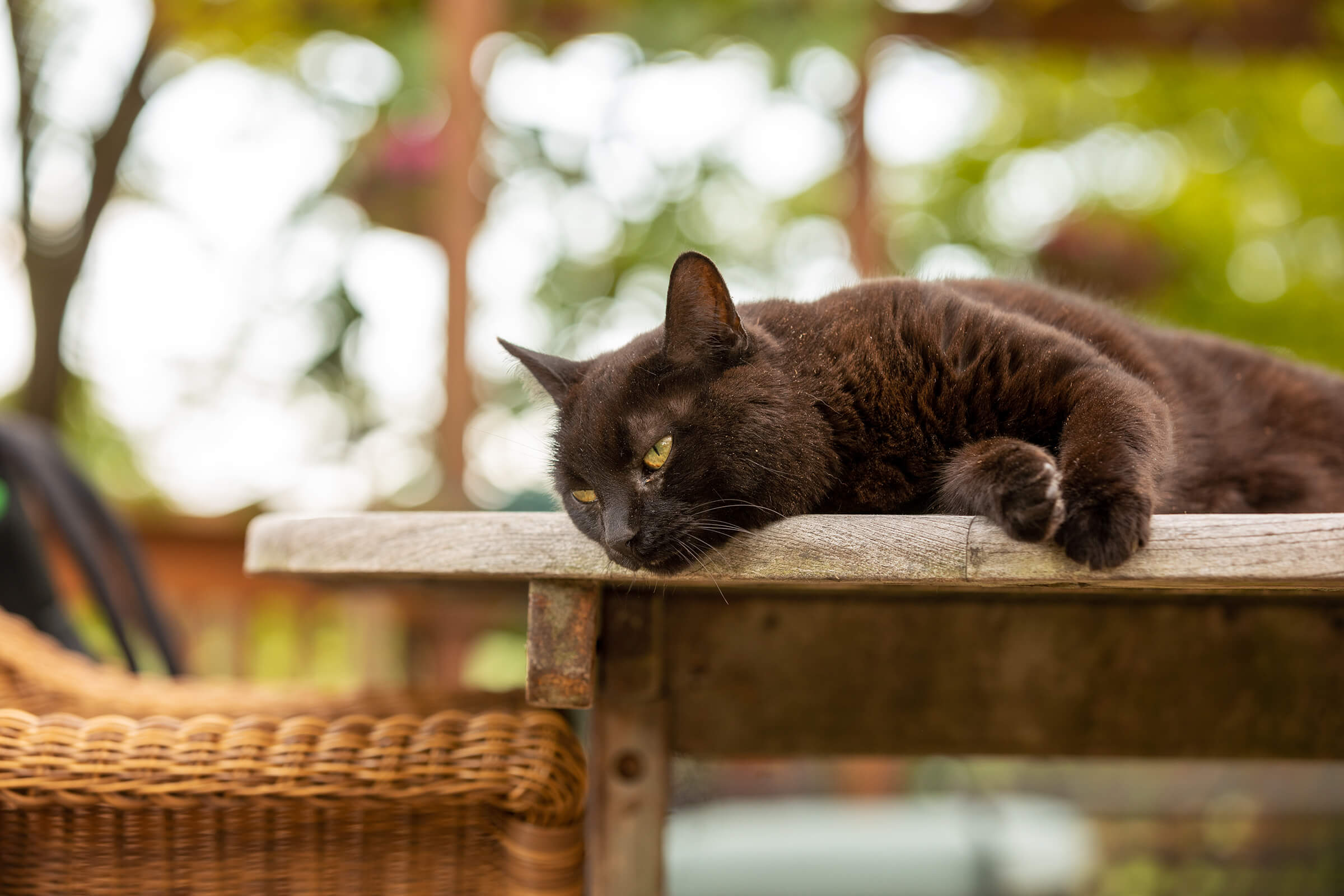 black cat laying on table on deck