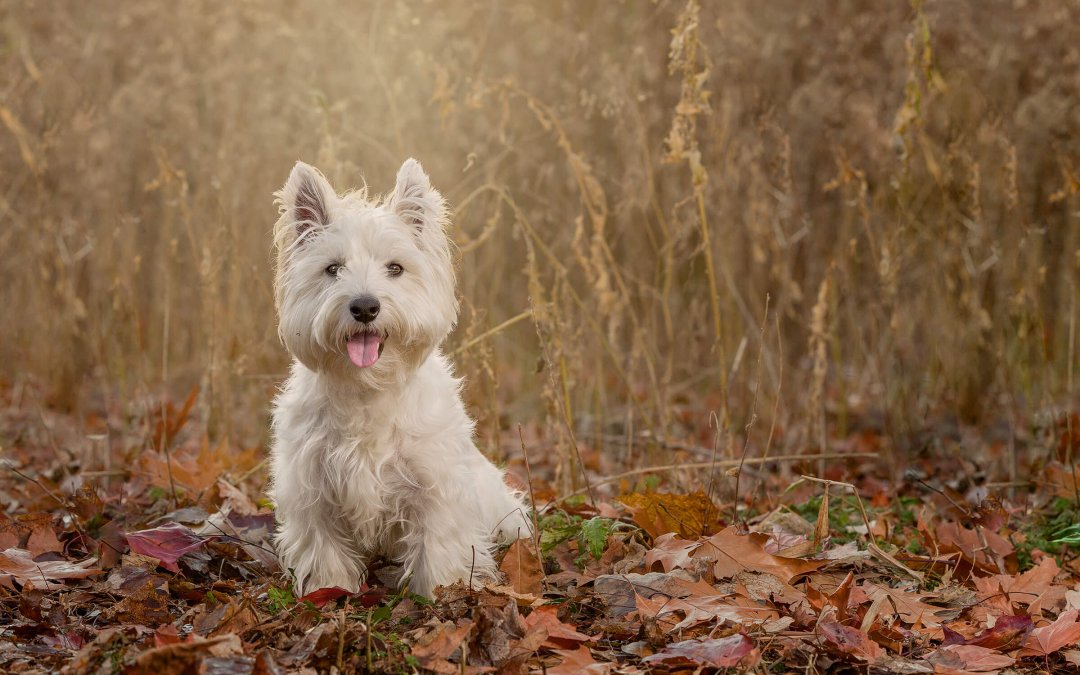 Finlay | West Highland Terrier Photography Session