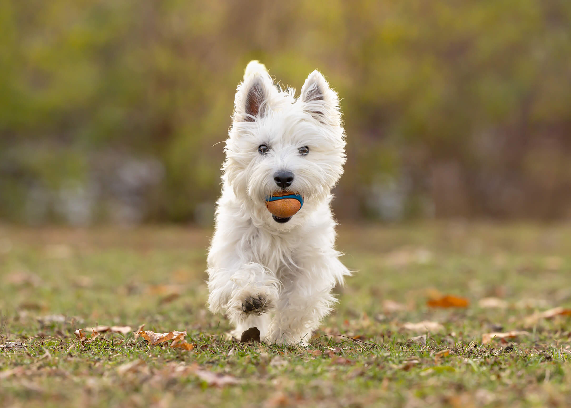 westie running with chuckit ball