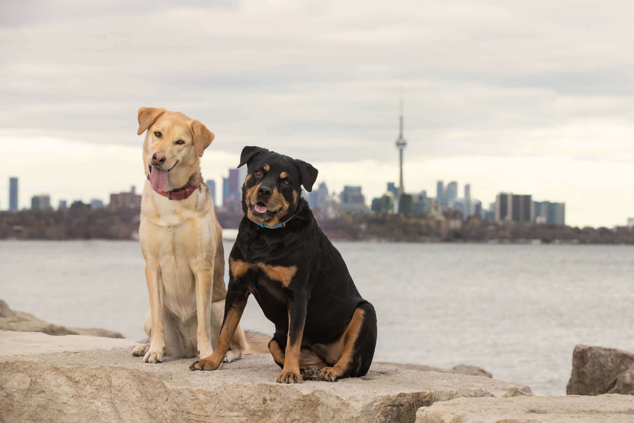 Toronto's Tails of the World pet photography promotion