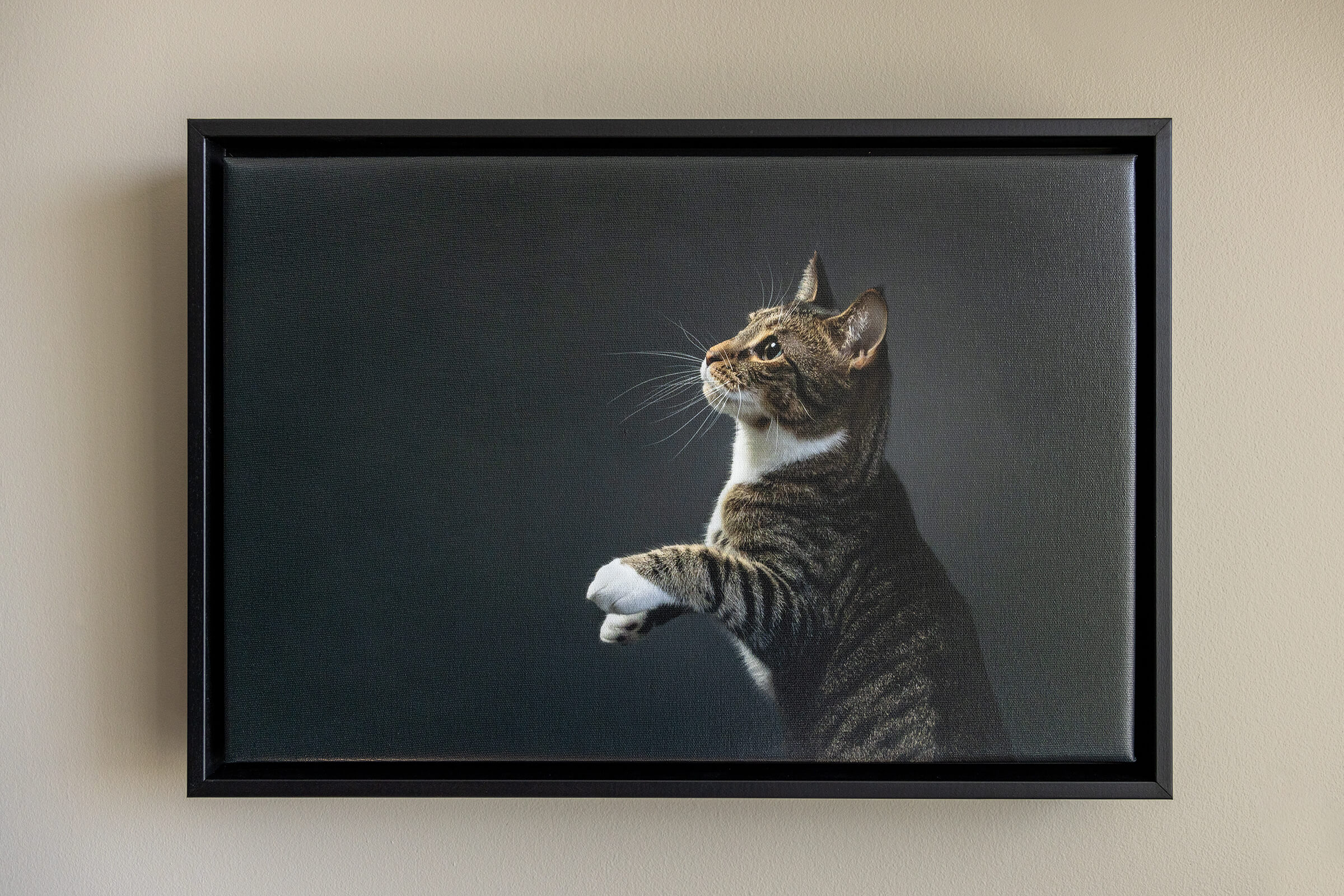 Gorgeous wrapped gallery canvas in float frame from Toronto pet photographer.