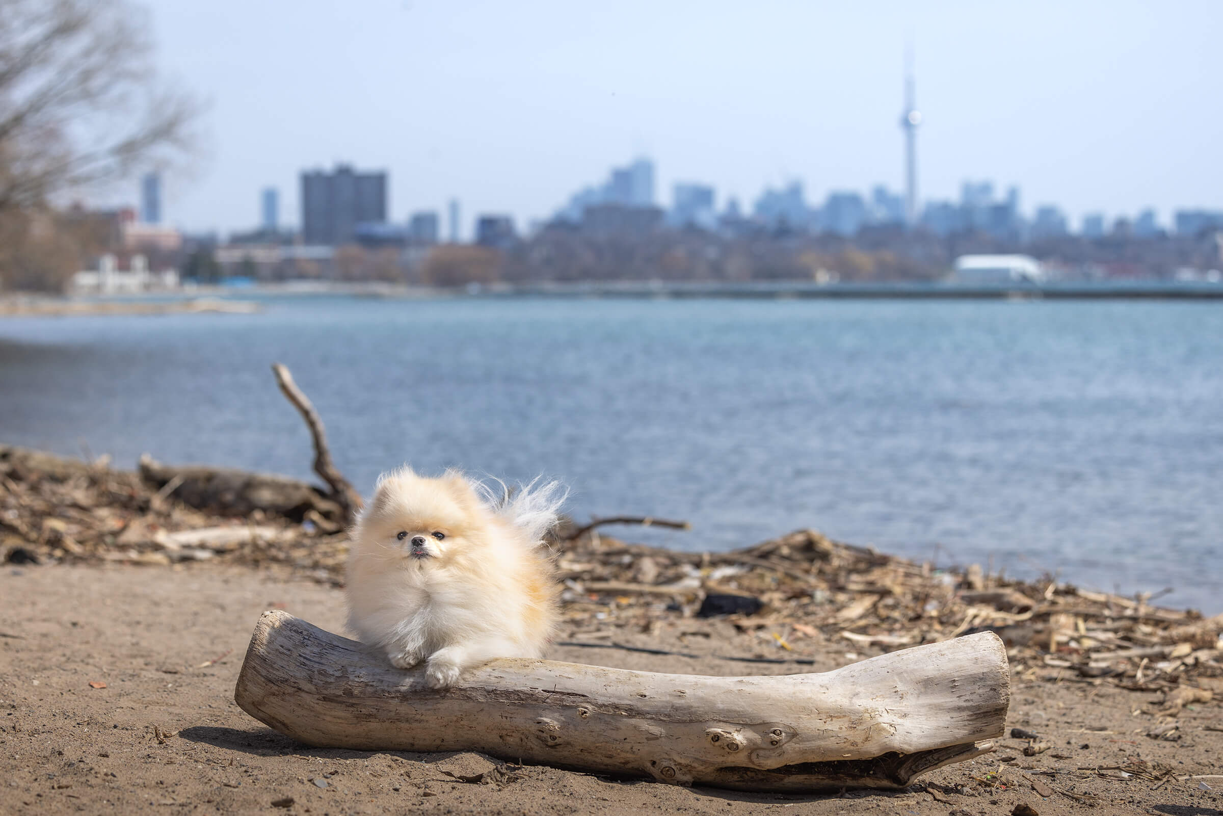 pomeranian on driftwood on Toronto's waterfront