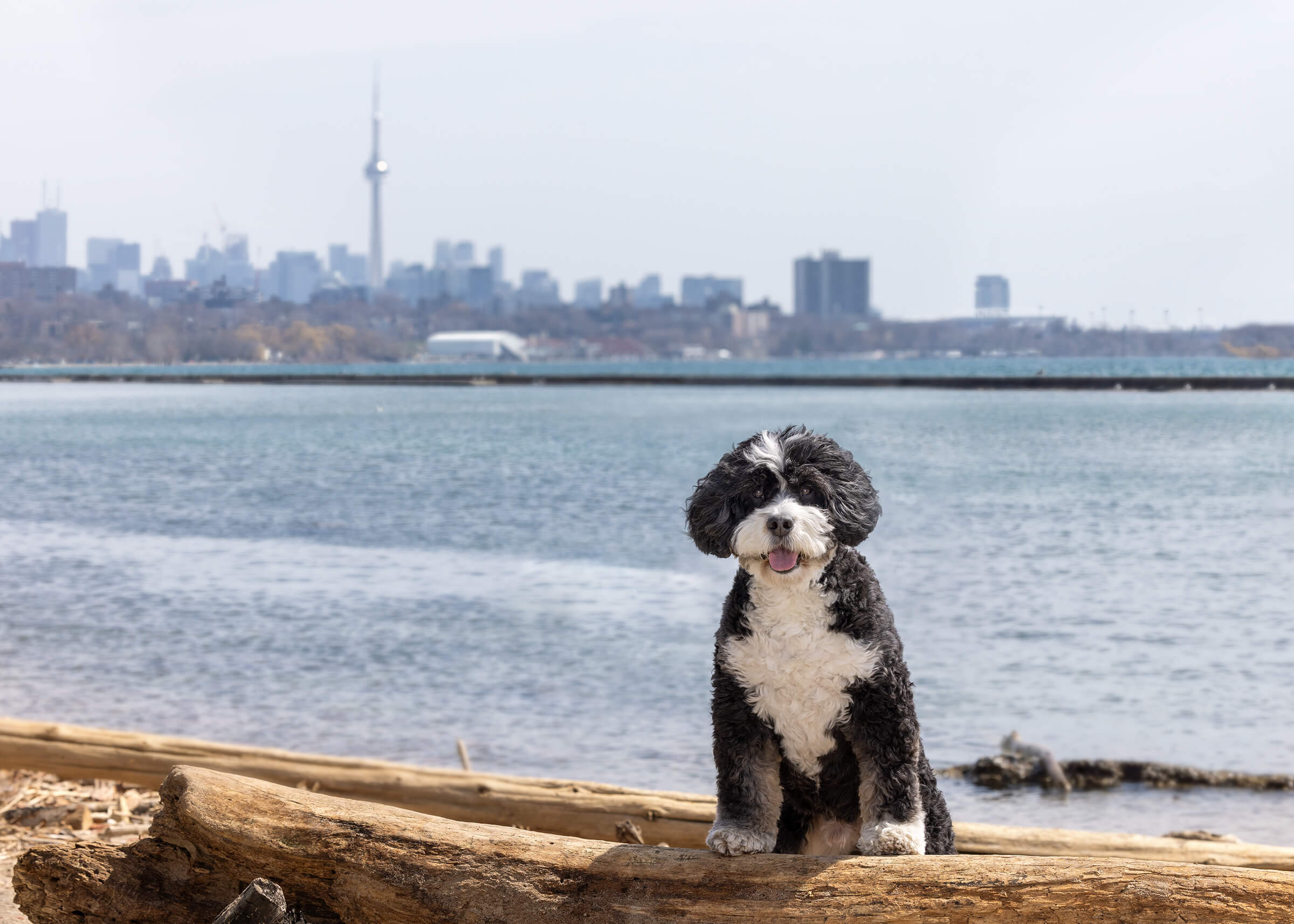 bernedoodle dog posing in front of Toronto's skyline