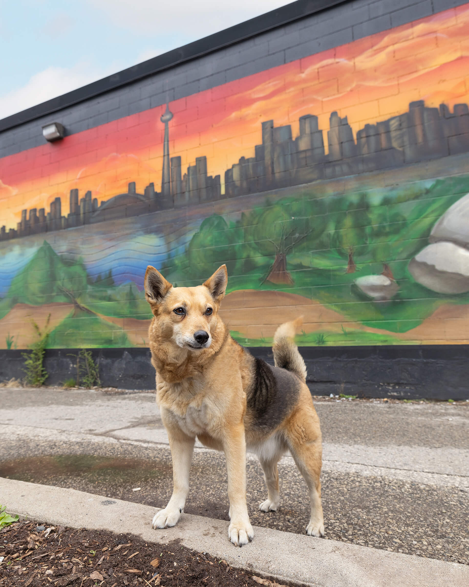 dog photographed in front of Toronto mural by Posh Pets Photography