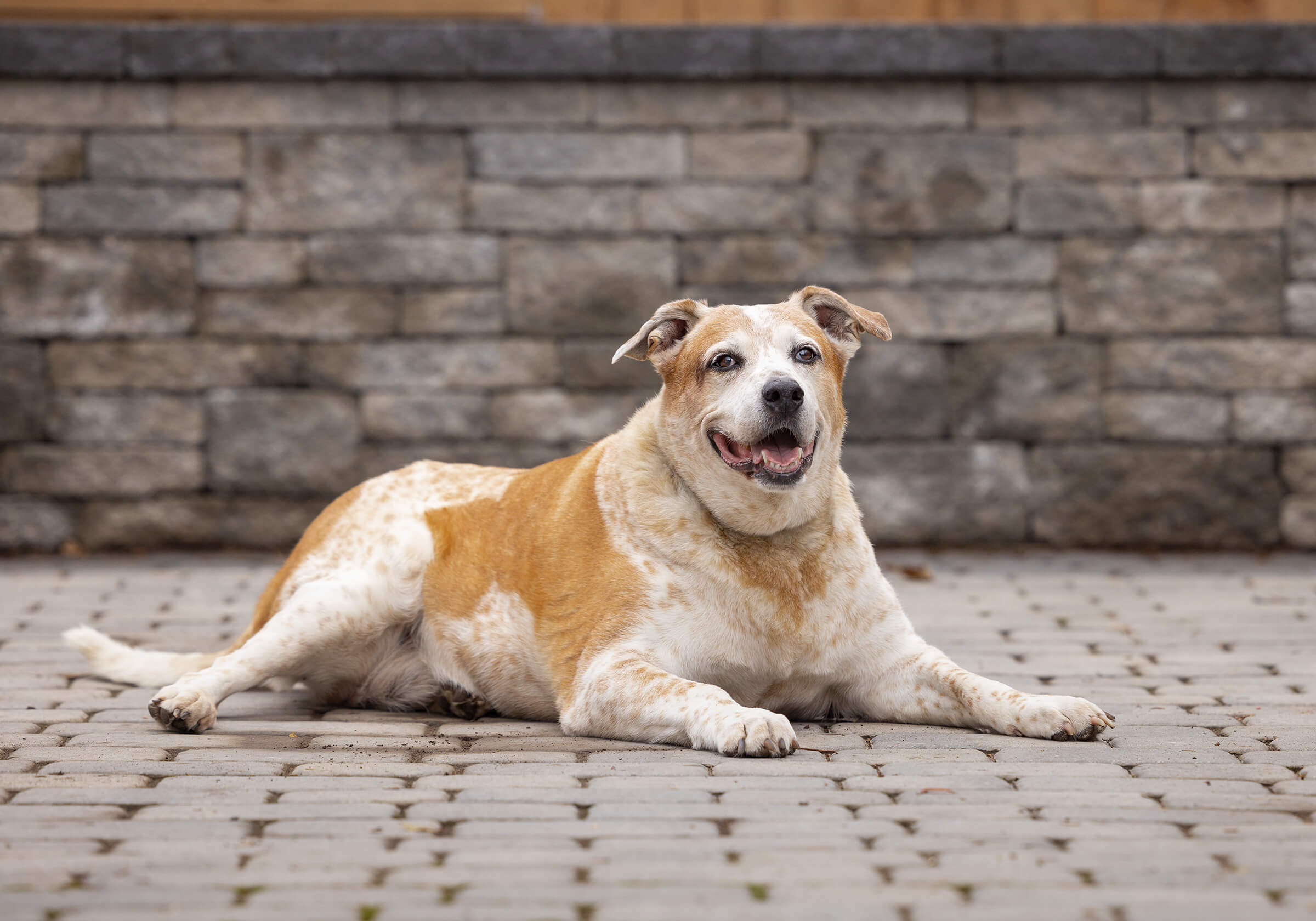 senior dog portrait in Toronto during end of life session