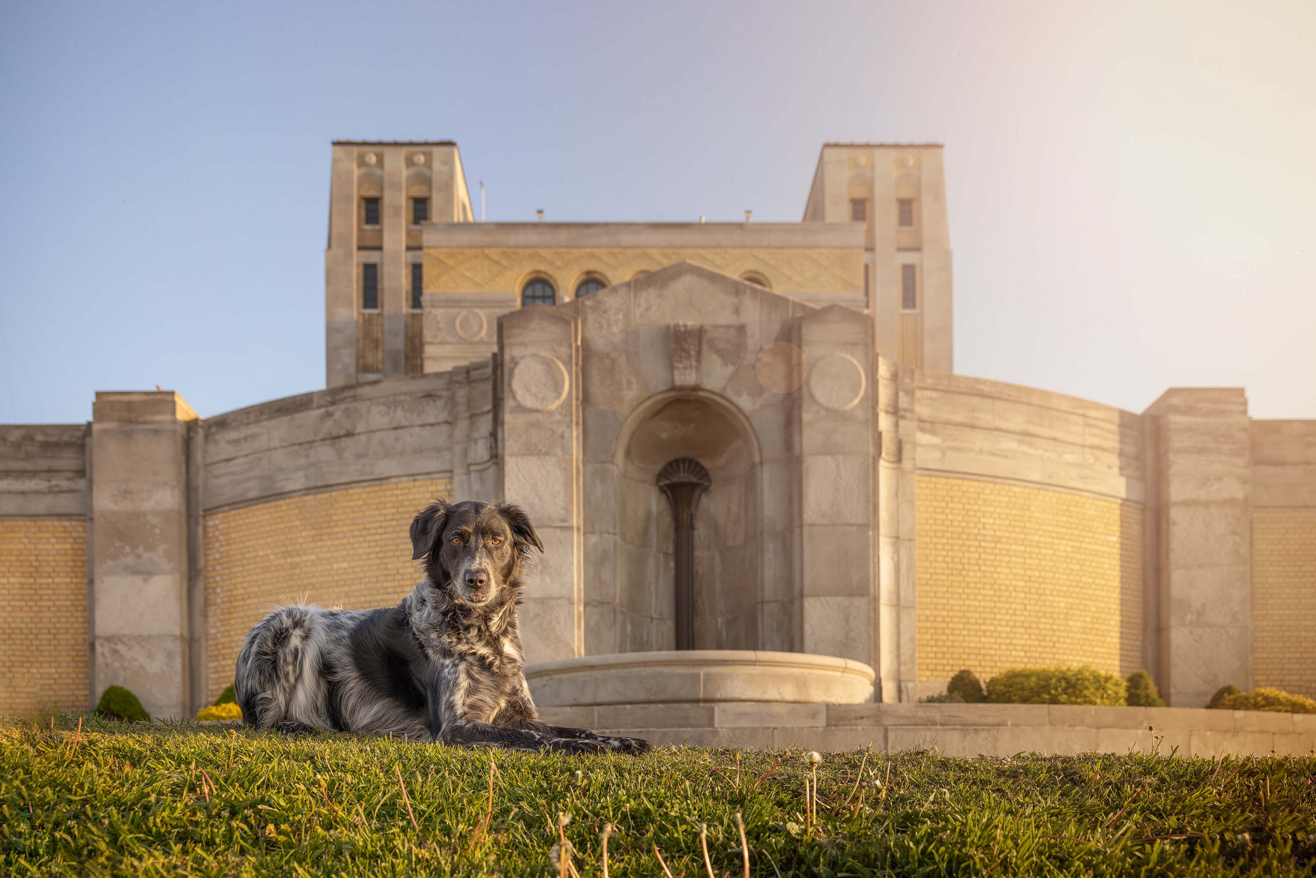 architectural dog photographer poses pup in front of RC Harris in Toronto's east end